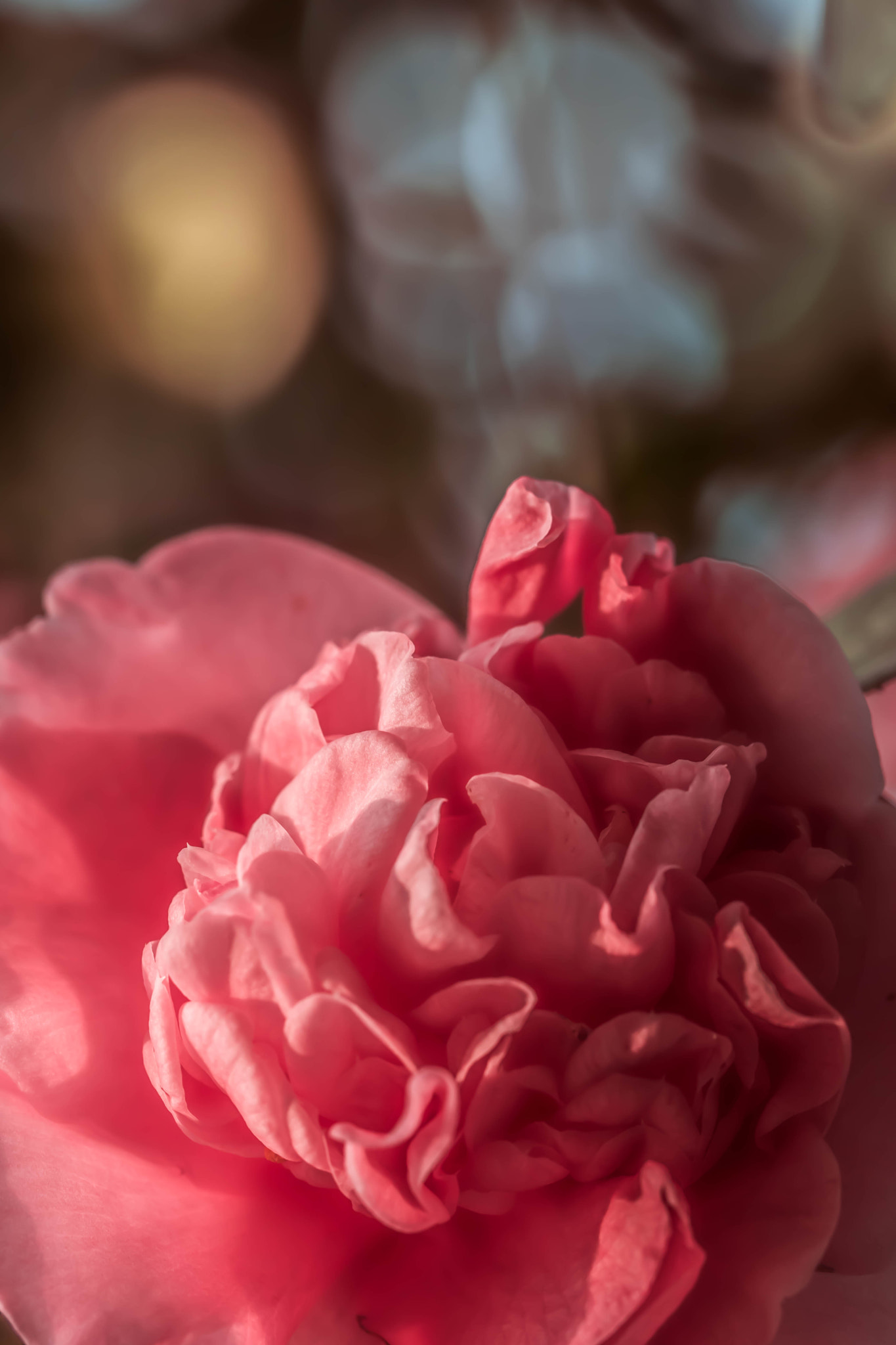 Canon EOS 760D (EOS Rebel T6s / EOS 8000D) + Canon EF 100mm F2.8L Macro IS USM sample photo. Rose in the morning light photography