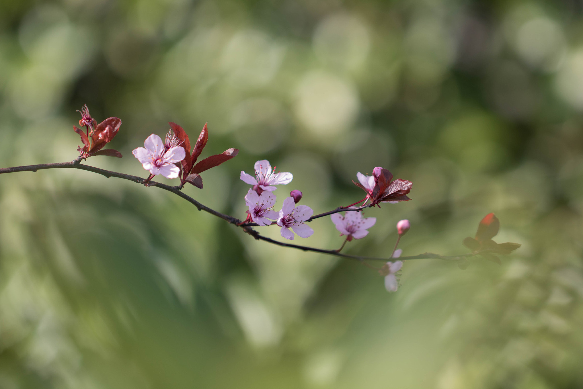 Canon EOS 760D (EOS Rebel T6s / EOS 8000D) + Canon EF 100mm F2.8L Macro IS USM sample photo. Spring blossoms photography