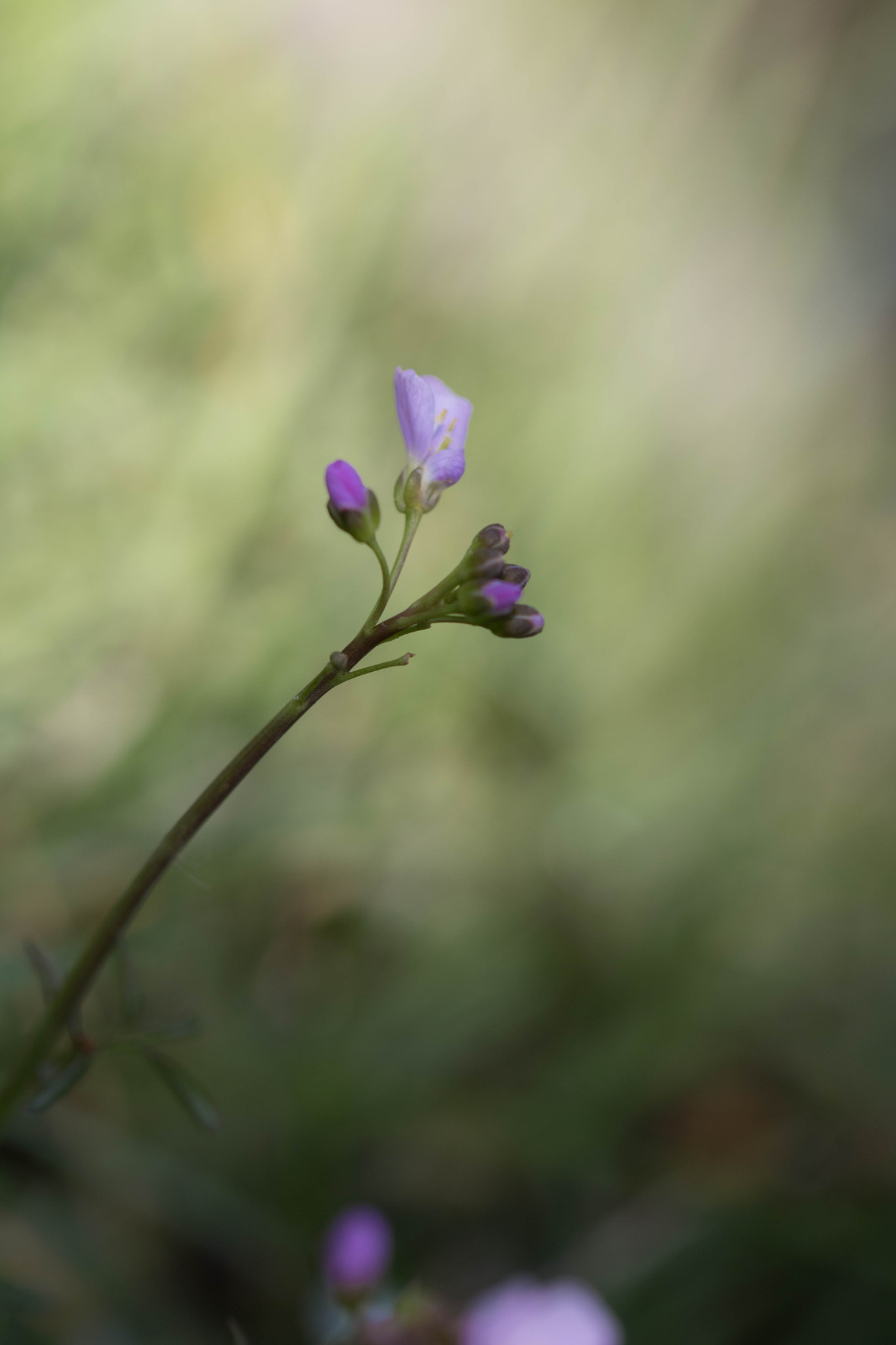 Canon EOS 760D (EOS Rebel T6s / EOS 8000D) + Canon EF 100mm F2.8L Macro IS USM sample photo. The queen of the meadows photography