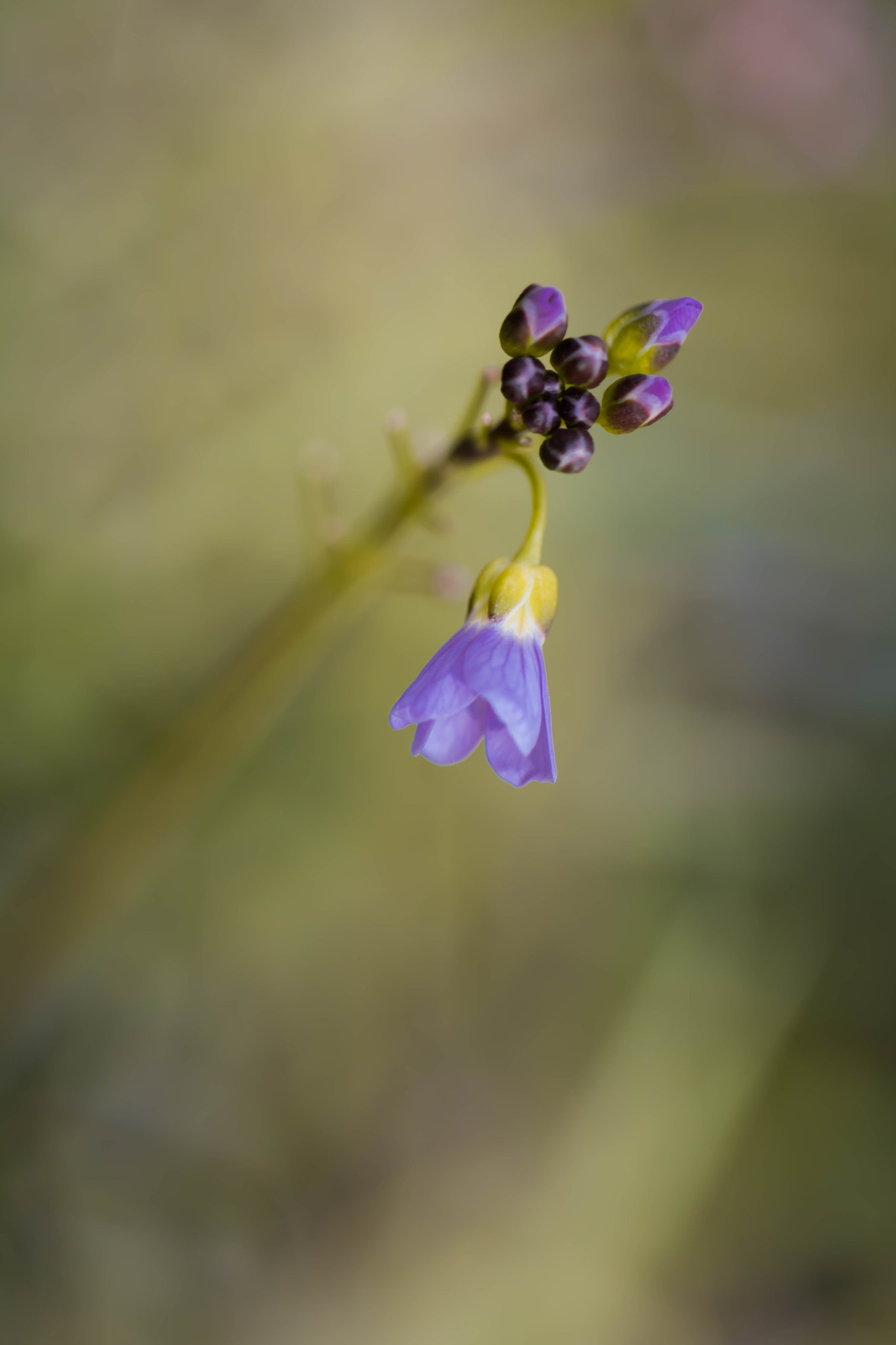 Canon EOS 760D (EOS Rebel T6s / EOS 8000D) + Canon EF 100mm F2.8L Macro IS USM sample photo. The queen of the meadows photography