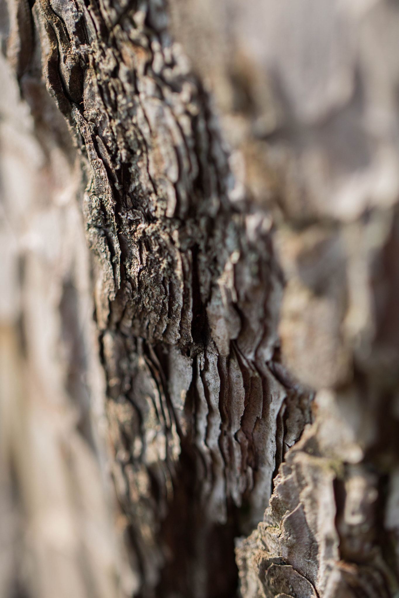 Canon EOS 760D (EOS Rebel T6s / EOS 8000D) + Canon EF 100mm F2.8L Macro IS USM sample photo. Abstract wood art photography