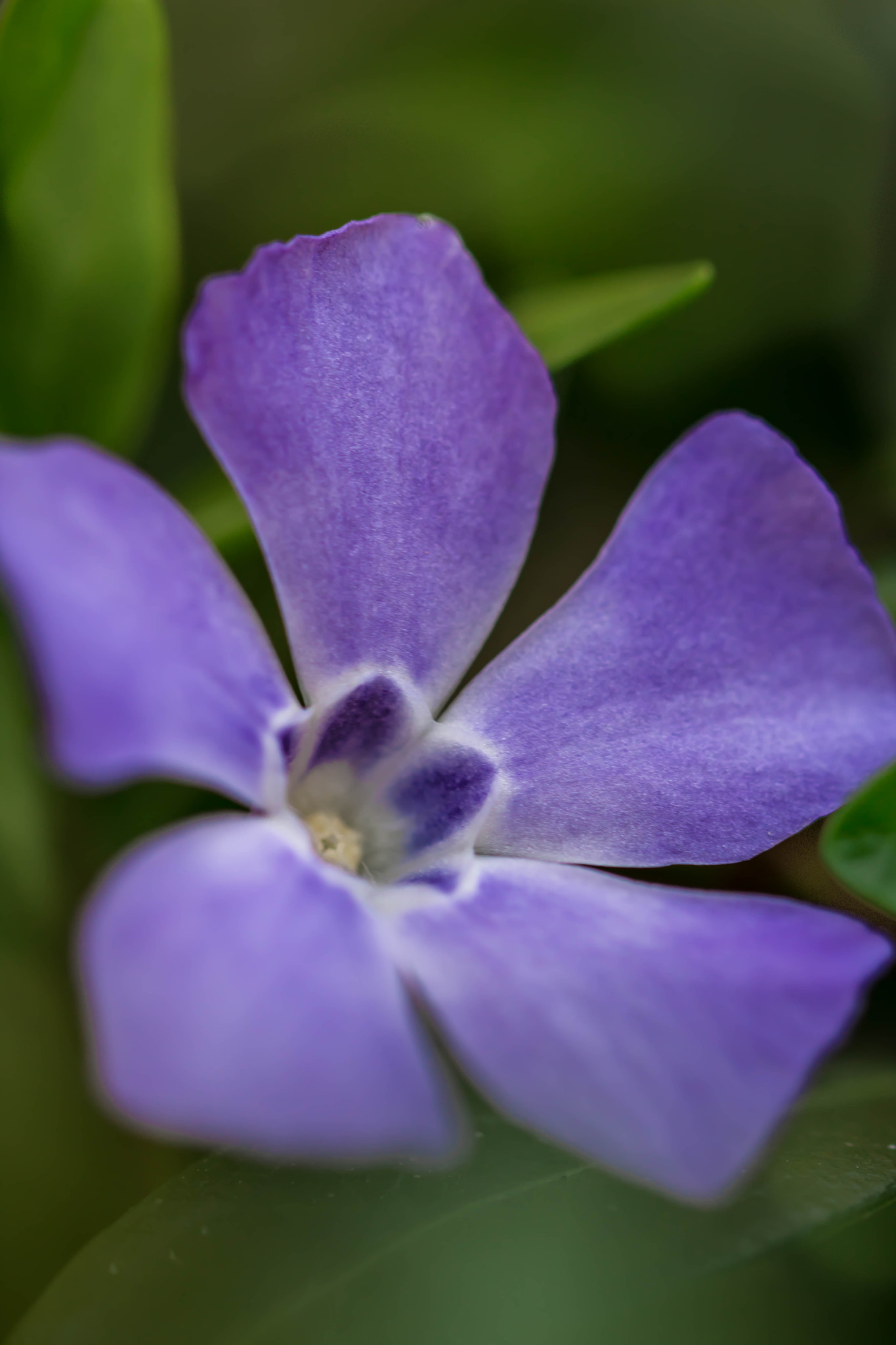 Canon EOS 760D (EOS Rebel T6s / EOS 8000D) + Canon EF 100mm F2.8L Macro IS USM sample photo. Softly purple photography