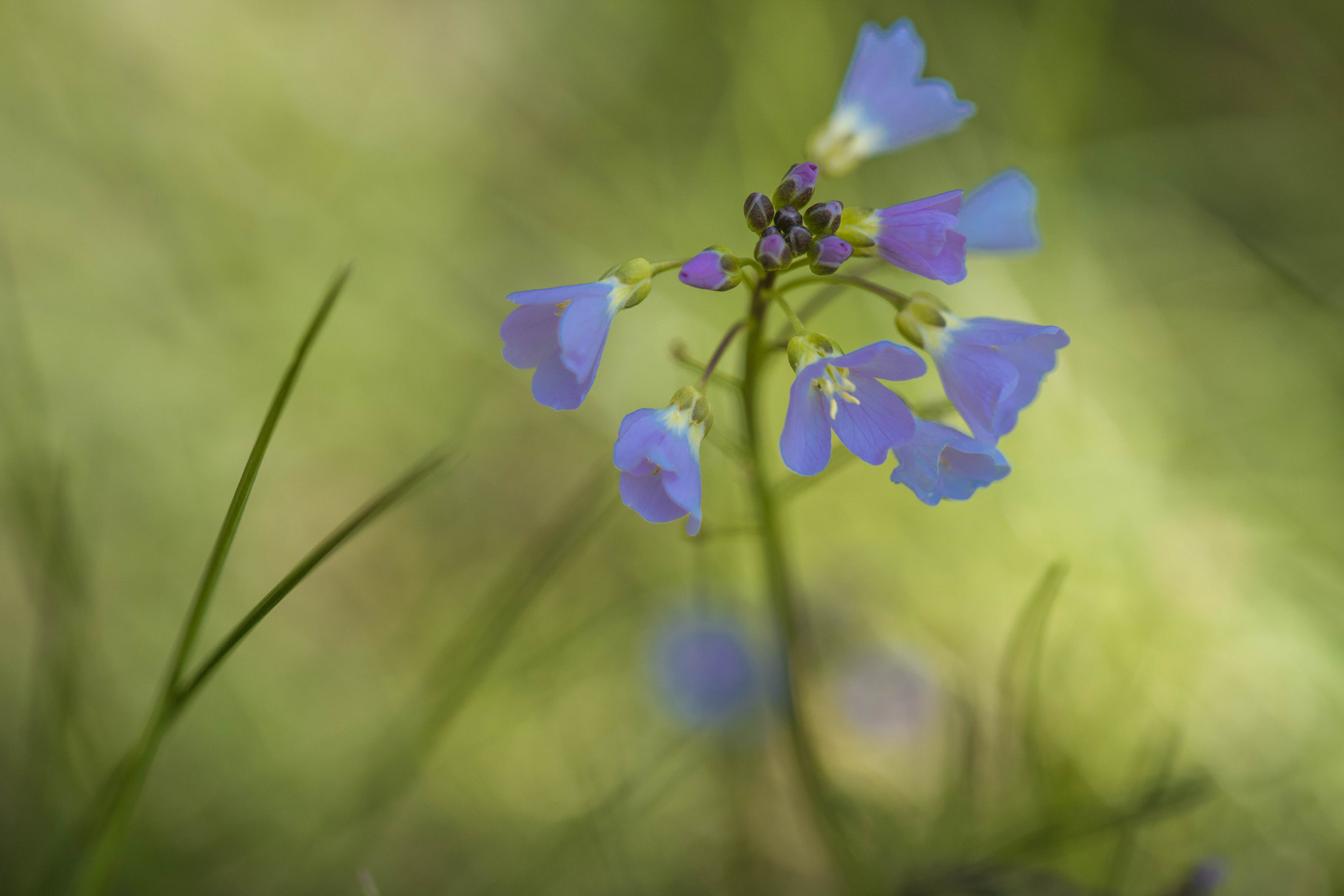 Canon EOS 760D (EOS Rebel T6s / EOS 8000D) + Canon EF 100mm F2.8L Macro IS USM sample photo. Naturally beautiful photography