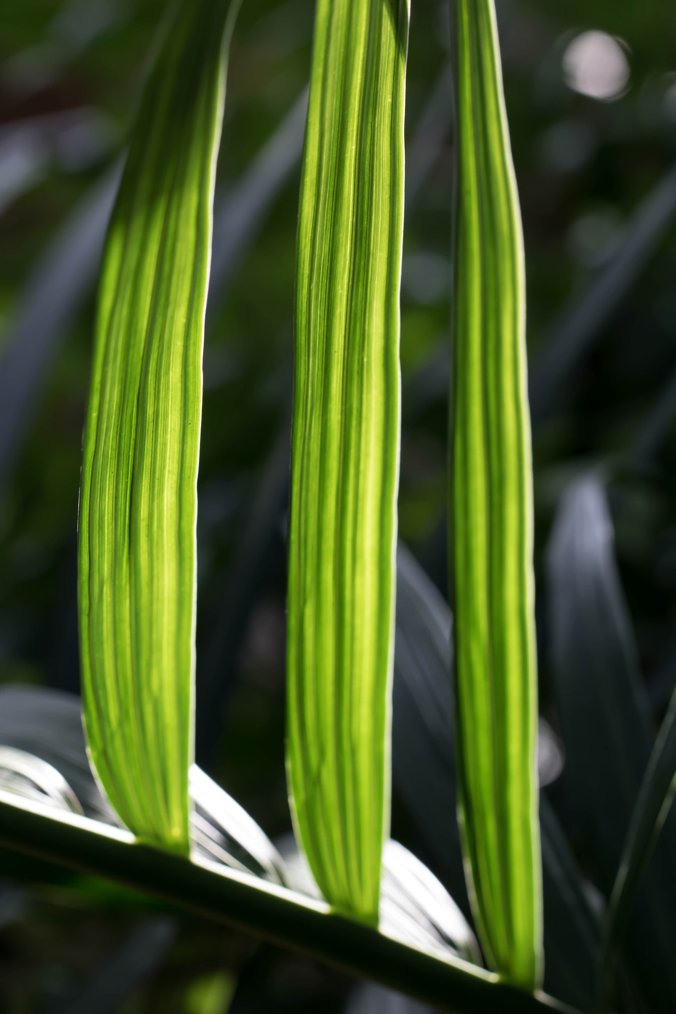 Canon EOS 760D (EOS Rebel T6s / EOS 8000D) + Canon EF 100mm F2.8L Macro IS USM sample photo. Bathed in light photography