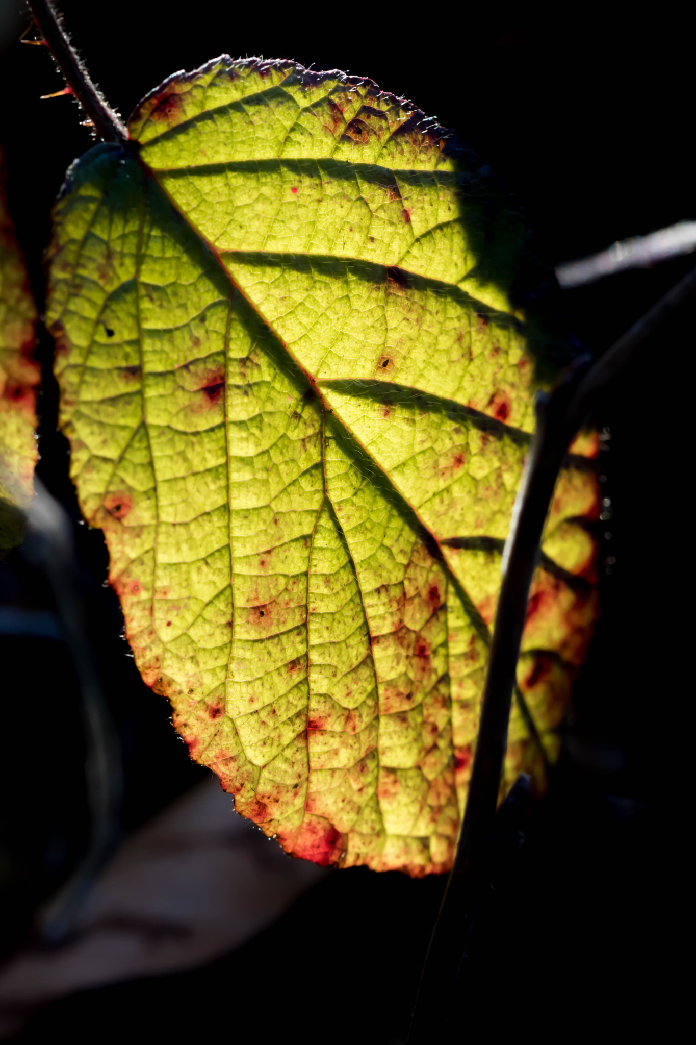 Canon EOS 760D (EOS Rebel T6s / EOS 8000D) + Canon EF 100mm F2.8L Macro IS USM sample photo. Evening light 2 photography