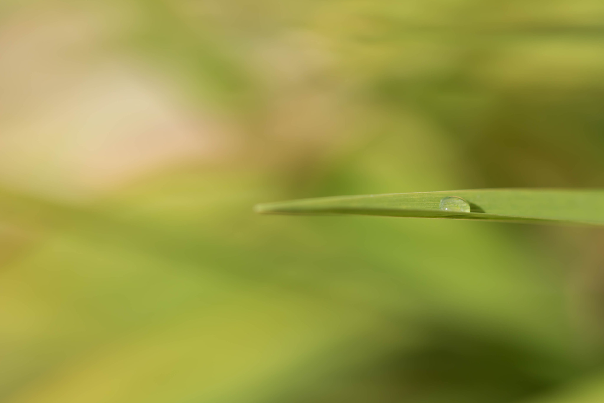 Canon EOS 760D (EOS Rebel T6s / EOS 8000D) + Canon EF 100mm F2.8L Macro IS USM sample photo. Spring green photography