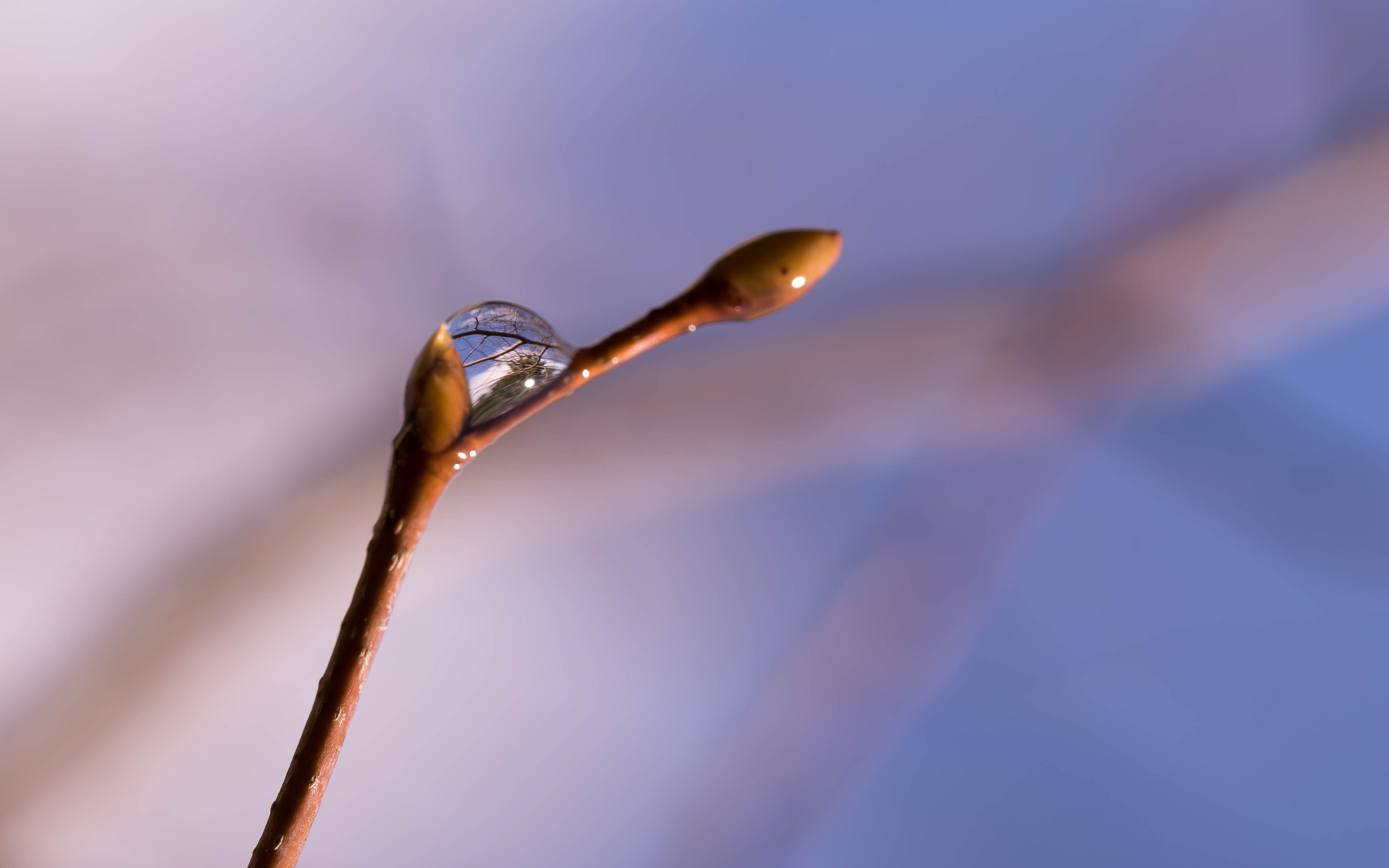 Canon EOS 760D (EOS Rebel T6s / EOS 8000D) + Canon EF 100mm F2.8L Macro IS USM sample photo. A tiny world photography