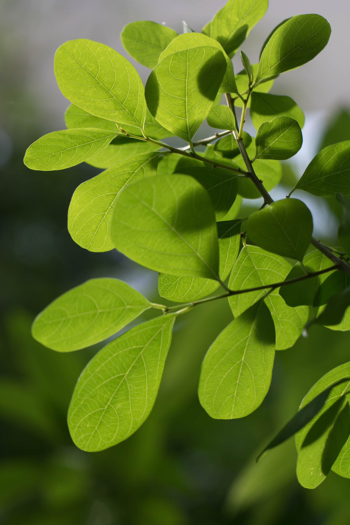 Canon EOS 760D (EOS Rebel T6s / EOS 8000D) + Canon EF 100mm F2.8L Macro IS USM sample photo. Illuminated leaves photography