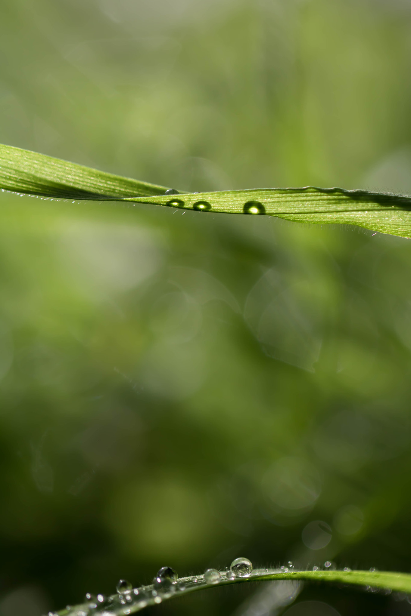 Canon EOS 760D (EOS Rebel T6s / EOS 8000D) + Canon EF 100mm F2.8L Macro IS USM sample photo. Drops on grass photography