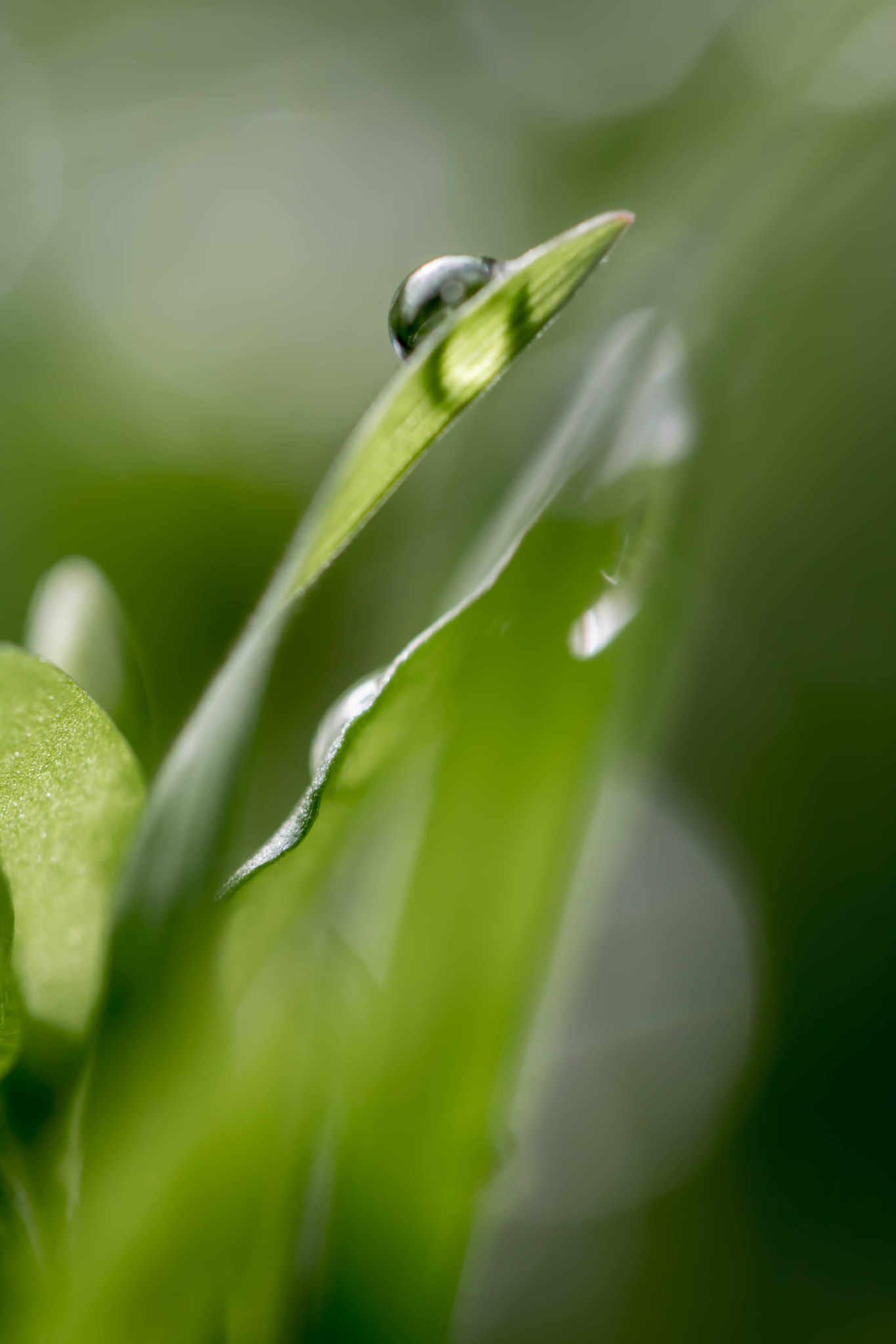 Canon EOS 760D (EOS Rebel T6s / EOS 8000D) + Canon EF 100mm F2.8L Macro IS USM sample photo. A drop in the morning light photography