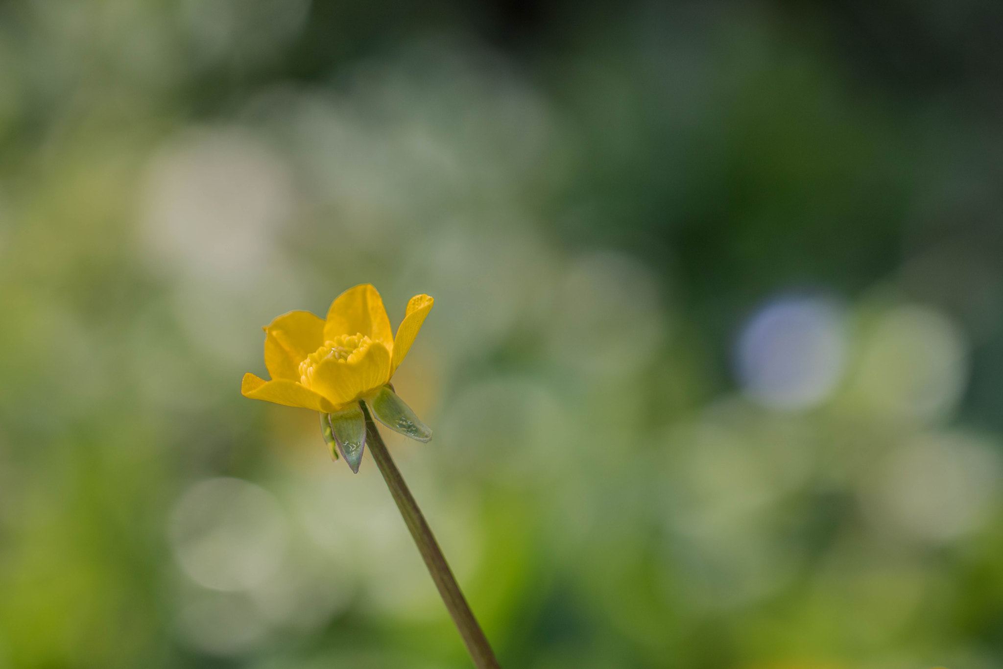 Canon EOS 760D (EOS Rebel T6s / EOS 8000D) + Canon EF 100mm F2.8L Macro IS USM sample photo. Summer light photography