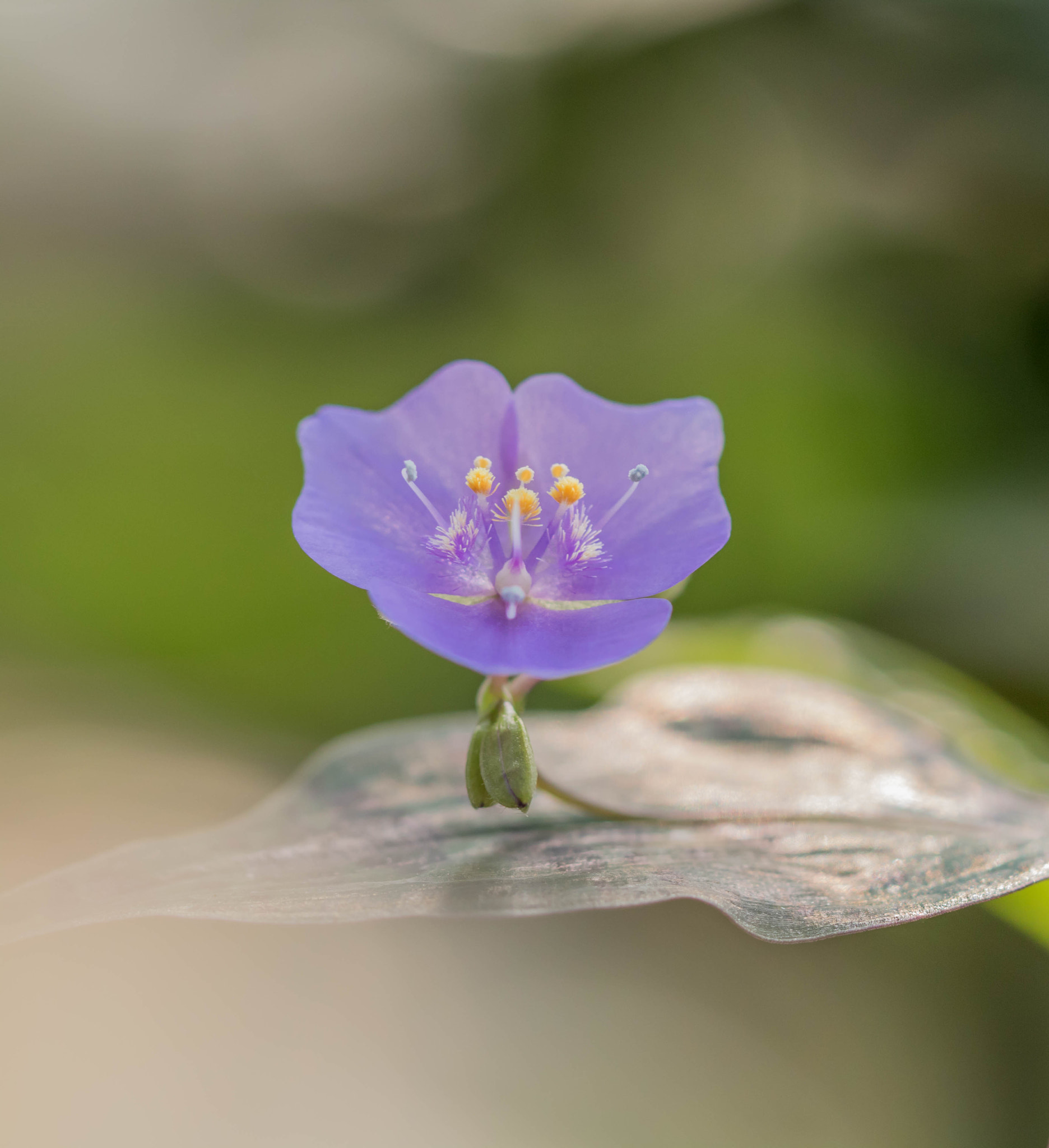 Canon EOS 760D (EOS Rebel T6s / EOS 8000D) + Canon EF 100mm F2.8L Macro IS USM sample photo. A wonder of nature photography