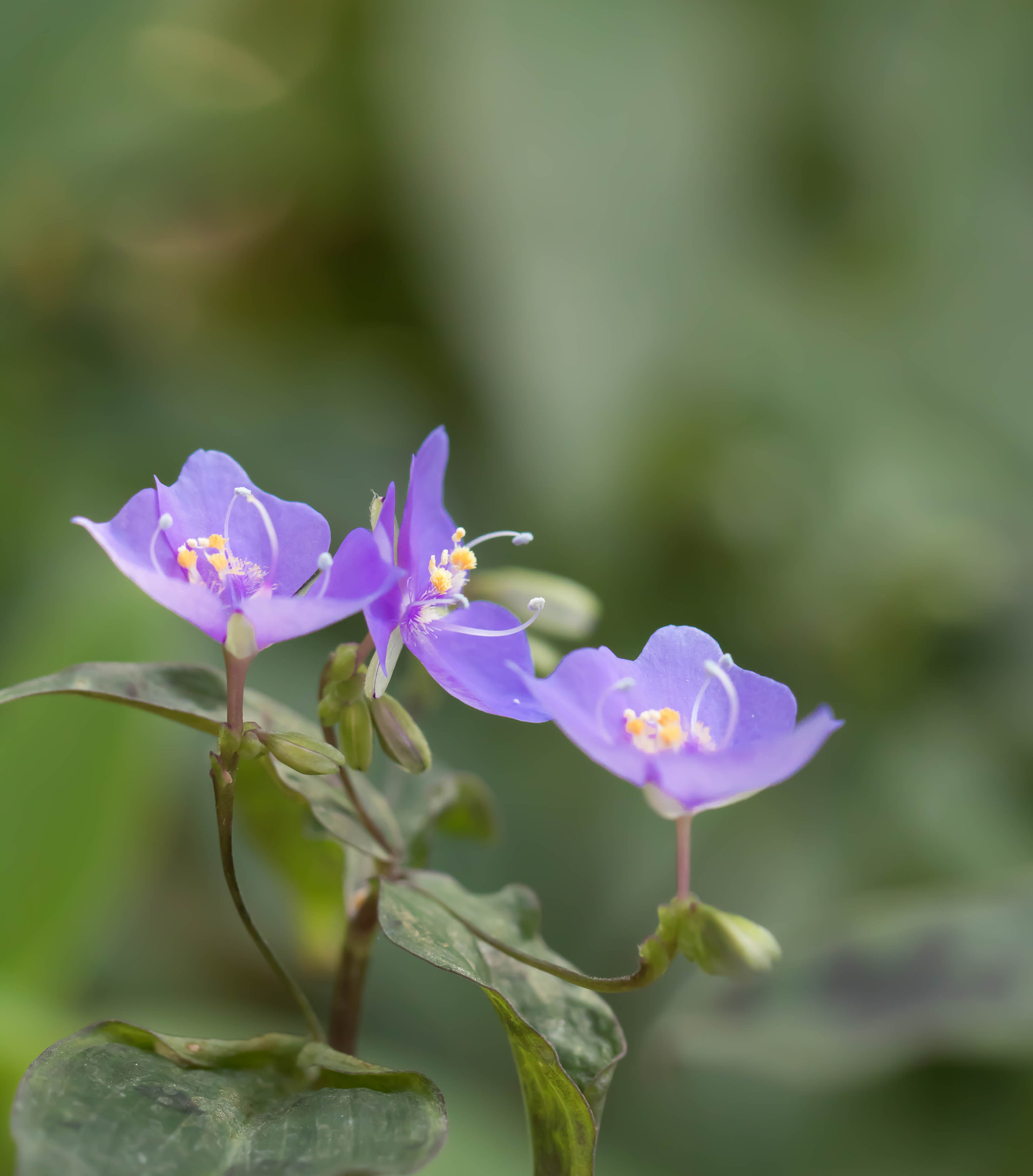 Canon EOS 760D (EOS Rebel T6s / EOS 8000D) + Canon EF 100mm F2.8L Macro IS USM sample photo. Three sisters photography