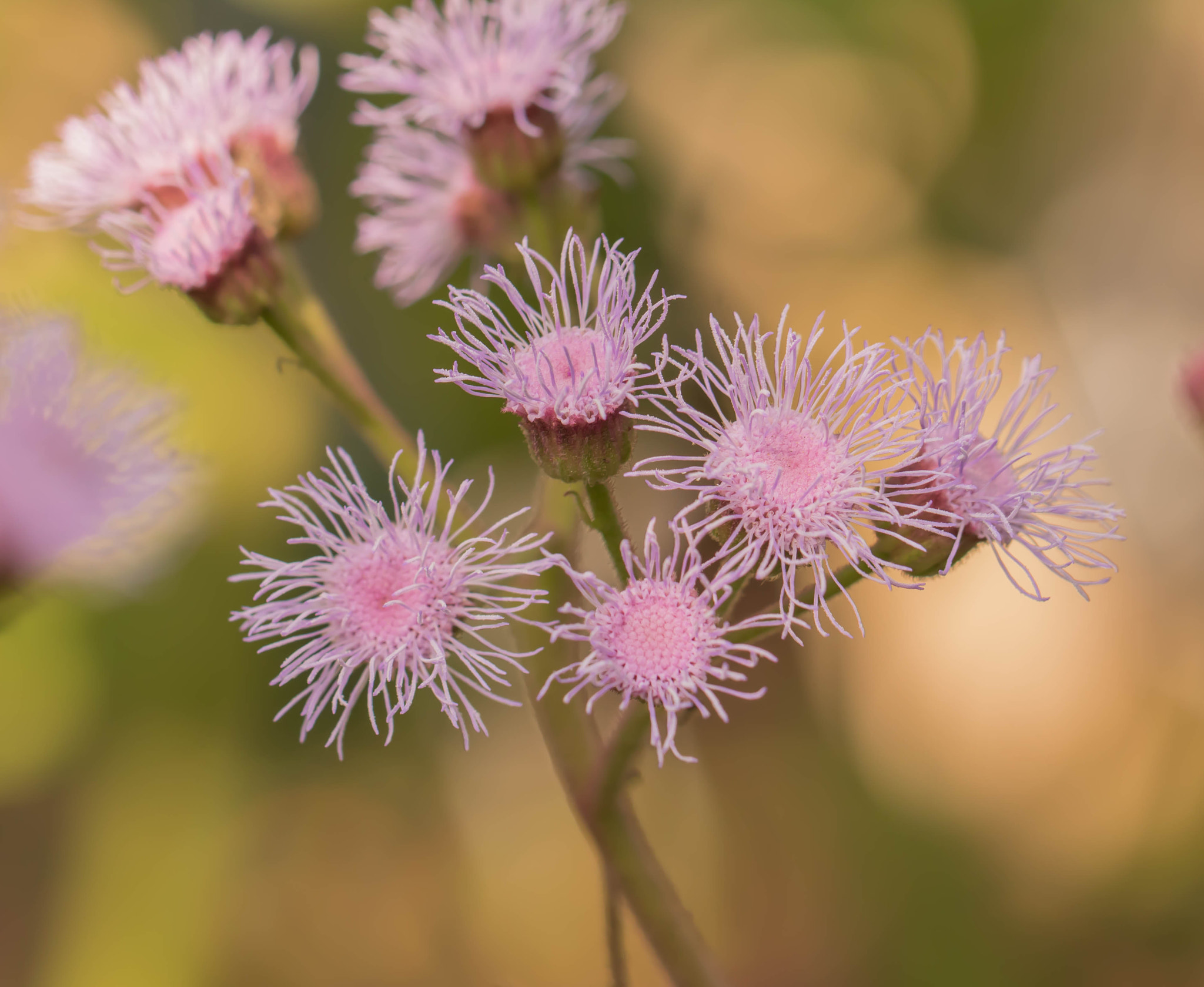 Canon EOS 760D (EOS Rebel T6s / EOS 8000D) + Canon EF 100mm F2.8L Macro IS USM sample photo. Amazing flowers photography