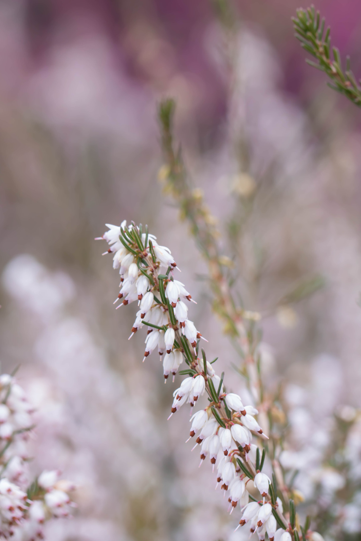 Canon EOS 760D (EOS Rebel T6s / EOS 8000D) + Canon EF 100mm F2.8L Macro IS USM sample photo. Joy of spring photography