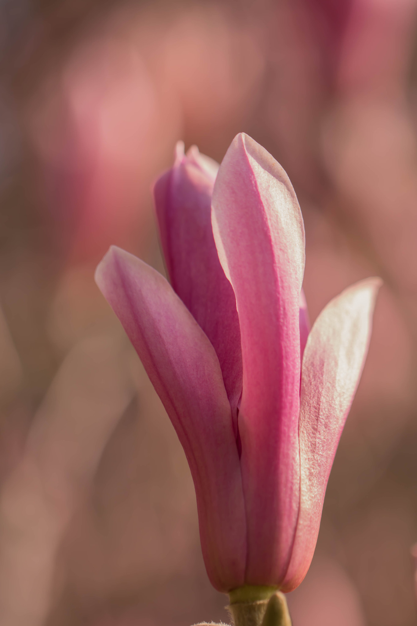 Canon EOS 760D (EOS Rebel T6s / EOS 8000D) + Canon EF 100mm F2.8L Macro IS USM sample photo. Superbly pink photography