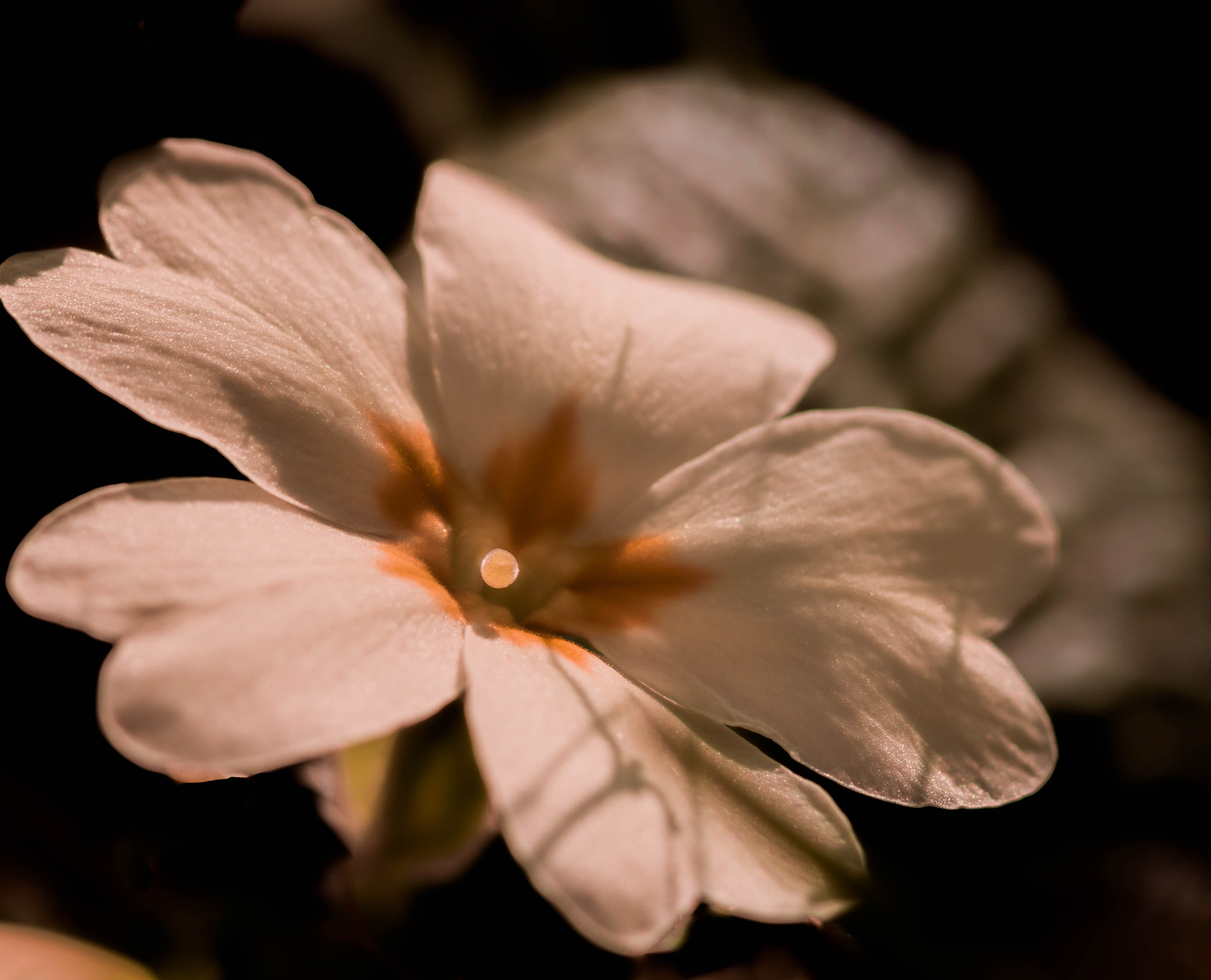 Canon EOS 760D (EOS Rebel T6s / EOS 8000D) + Canon EF 100mm F2.8L Macro IS USM sample photo. Petals of velvet photography