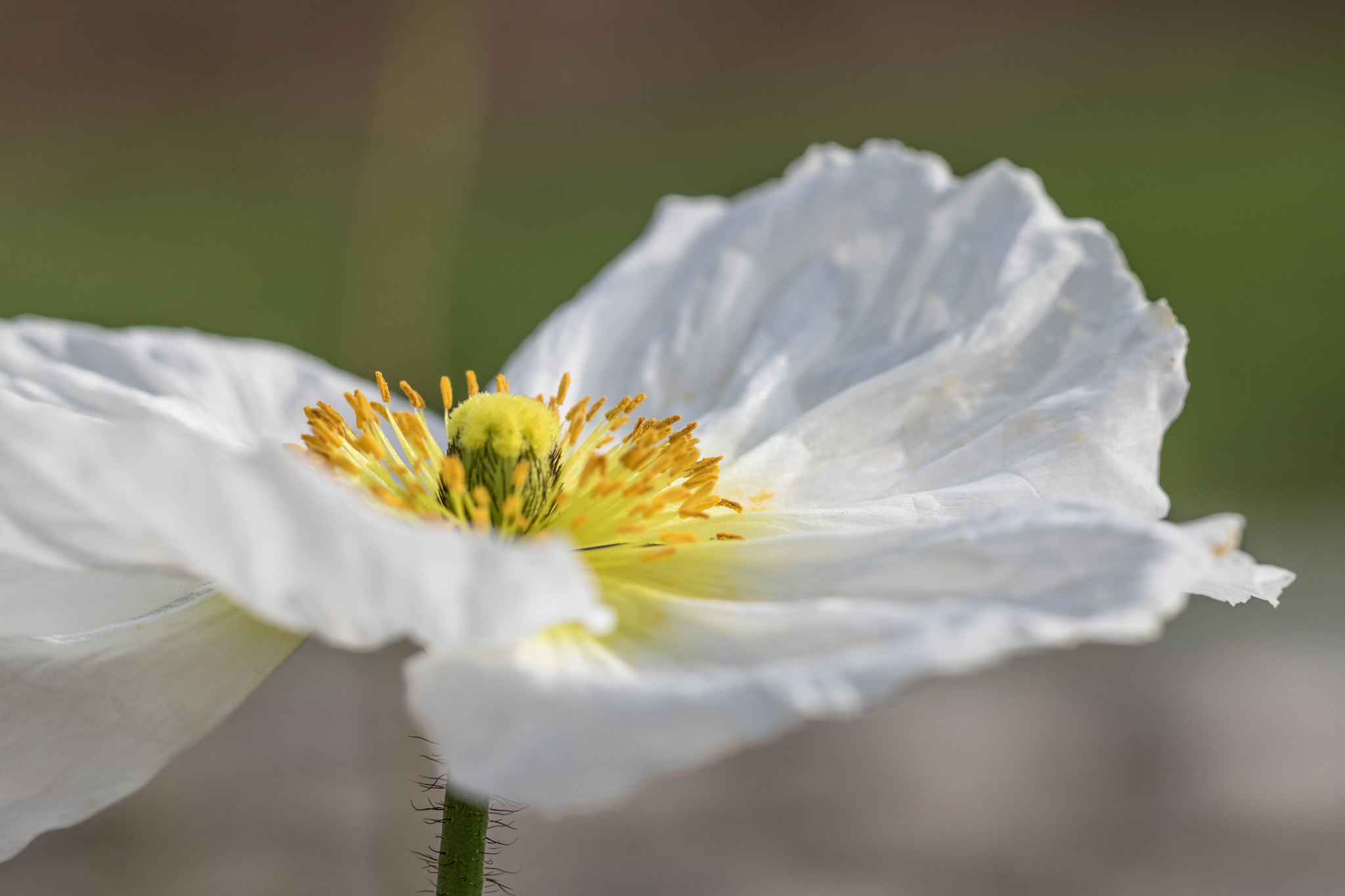 Canon EOS 760D (EOS Rebel T6s / EOS 8000D) + Canon EF 100mm F2.8L Macro IS USM sample photo. A happy flower photography