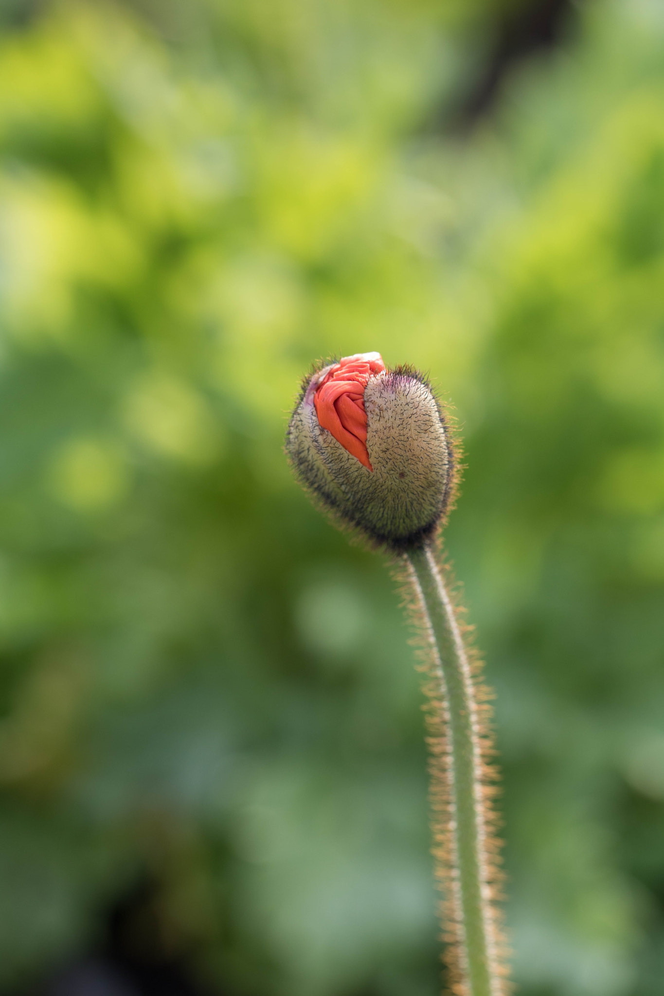 Canon EOS 760D (EOS Rebel T6s / EOS 8000D) + Canon EF 100mm F2.8L Macro IS USM sample photo. Ready to open photography