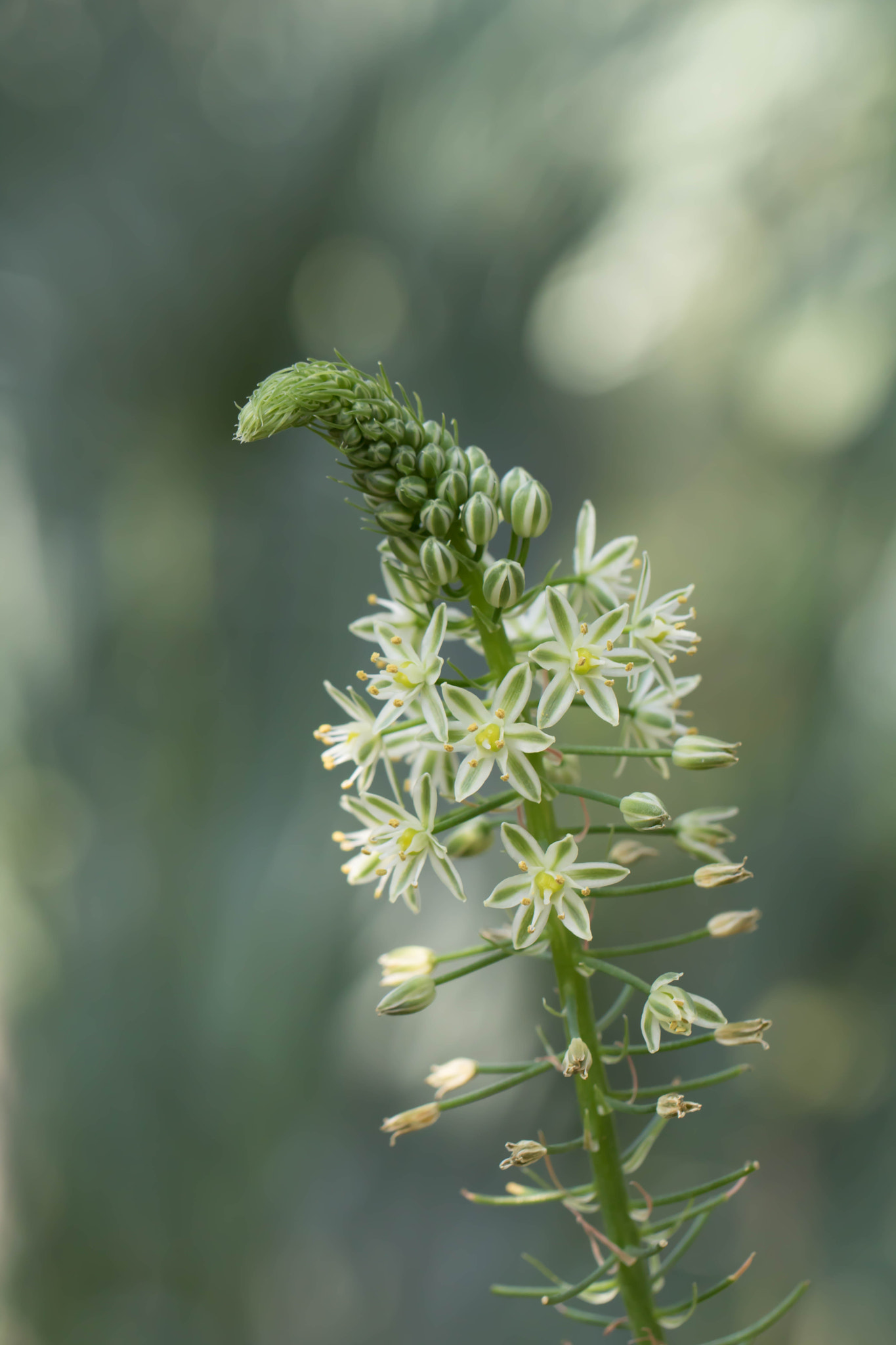 Canon EOS 760D (EOS Rebel T6s / EOS 8000D) + Canon EF 100mm F2.8L Macro IS USM sample photo. Opening buds photography