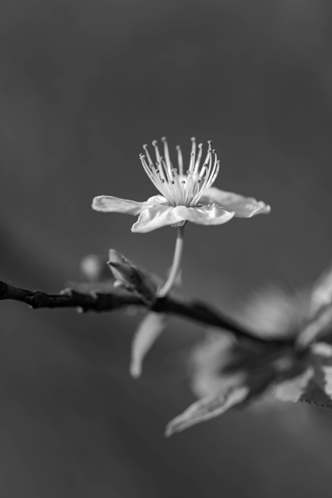 Canon EOS 760D (EOS Rebel T6s / EOS 8000D) + Canon EF 100mm F2.8L Macro IS USM sample photo. A spring angel photography