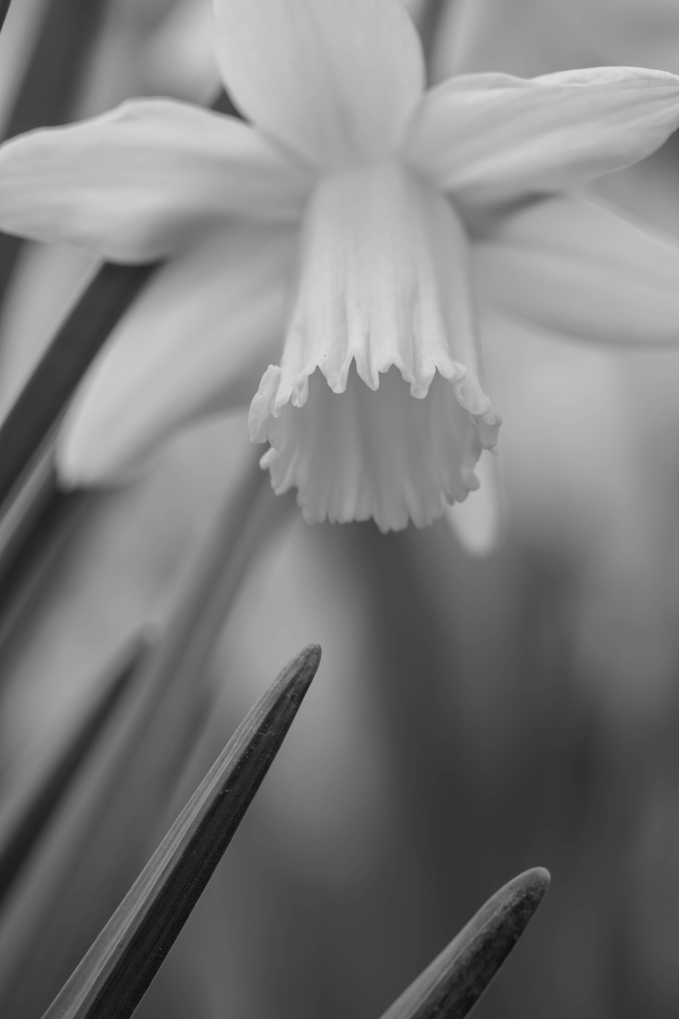 Canon EOS 760D (EOS Rebel T6s / EOS 8000D) + Canon EF 100mm F2.8L Macro IS USM sample photo. Jonquil in black and white photography