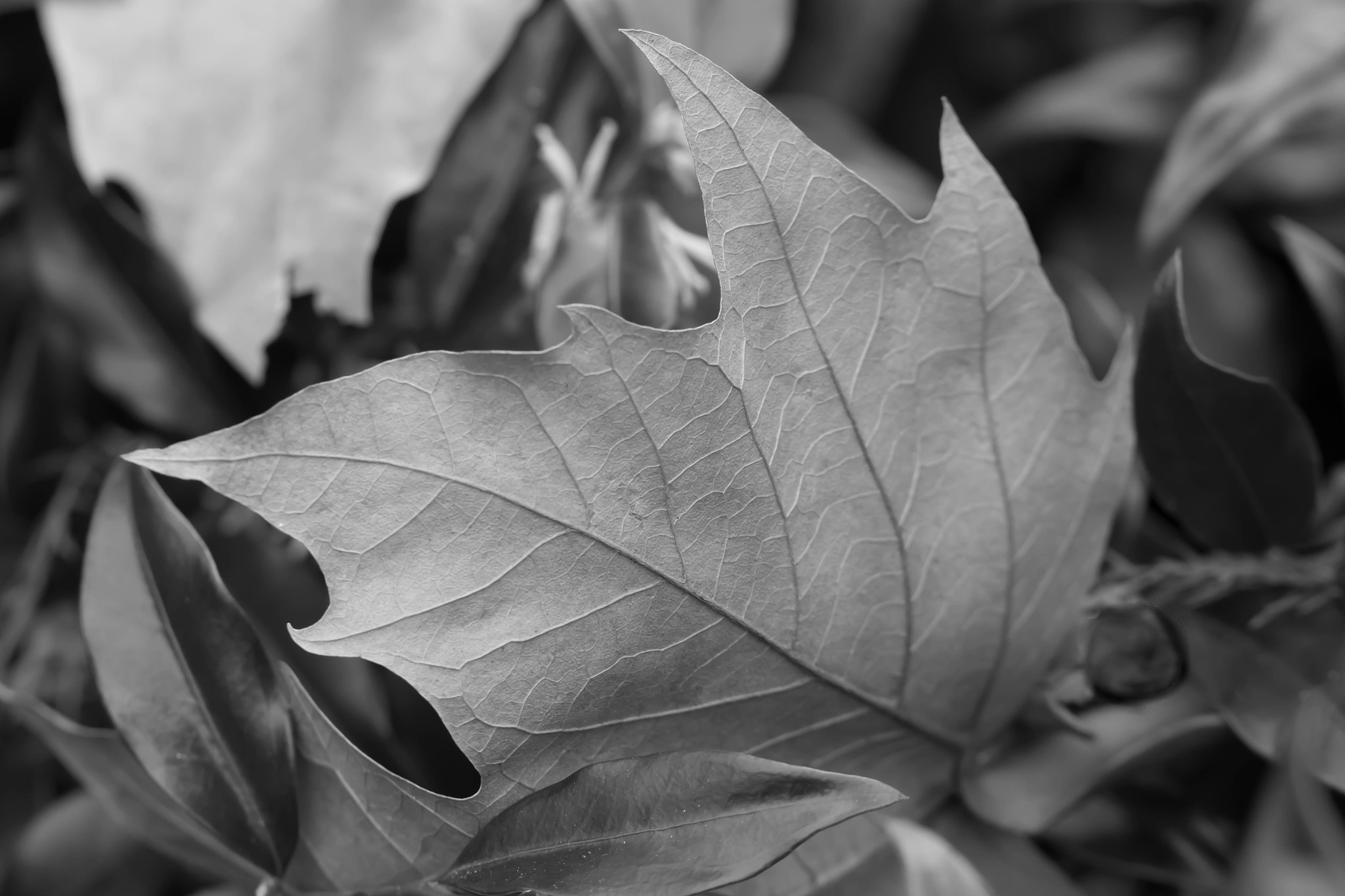 Canon EOS 760D (EOS Rebel T6s / EOS 8000D) + Canon EF 100mm F2.8L Macro IS USM sample photo. Winter in black and white photography
