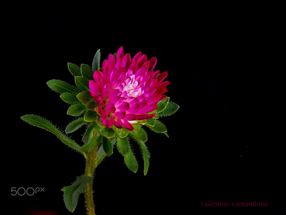 Olympus PEN-F + Olympus M.Zuiko Digital ED 60mm F2.8 Macro sample photo. Gentle flower. photography
