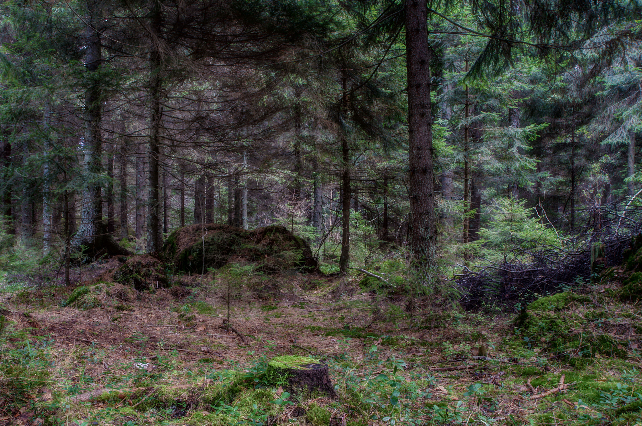 Pentax K-1 sample photo. Deep forest photography
