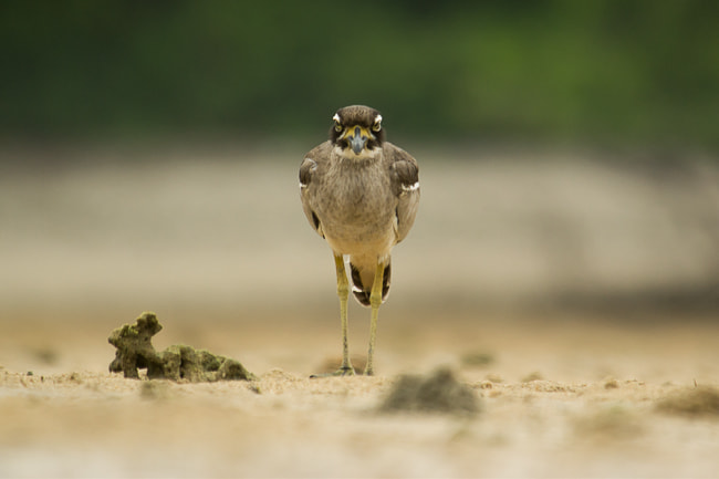Nikon D3100 + Nikon AF Nikkor 80-400mm F4.5-5.6D ED VR sample photo. Face to face with beach stone-curlew photography