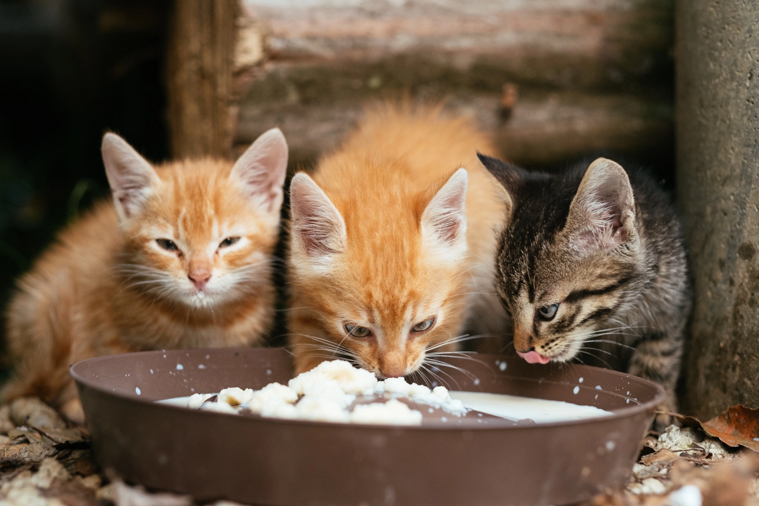 Fujifilm X-E2S + Fujifilm XF 56mm F1.2 R sample photo. Kittens on the farm photography