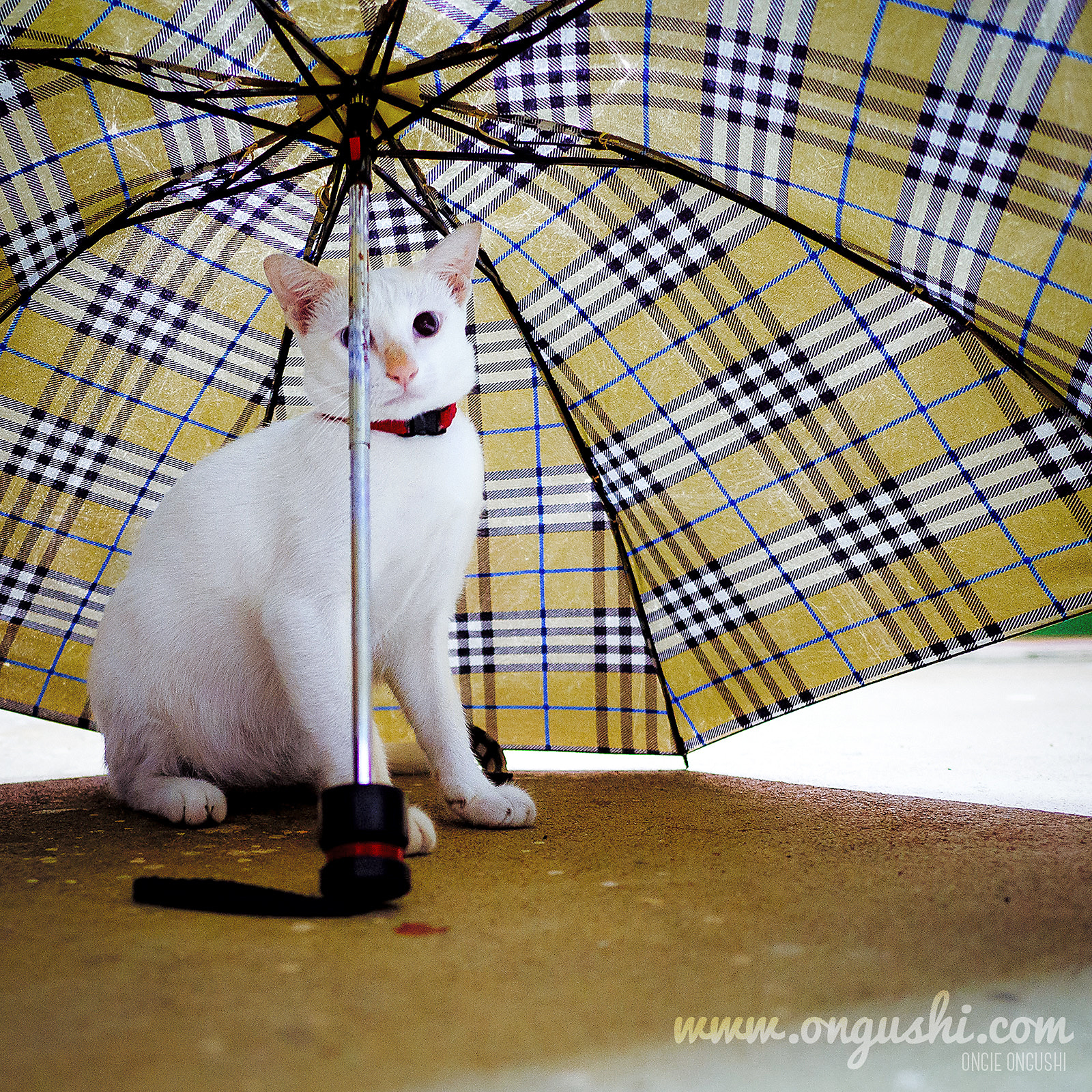 Olympus OM-D E-M10 II + LEICA DG SUMMILUX 15/F1.7 sample photo. Cat 150: lady rainy white photography