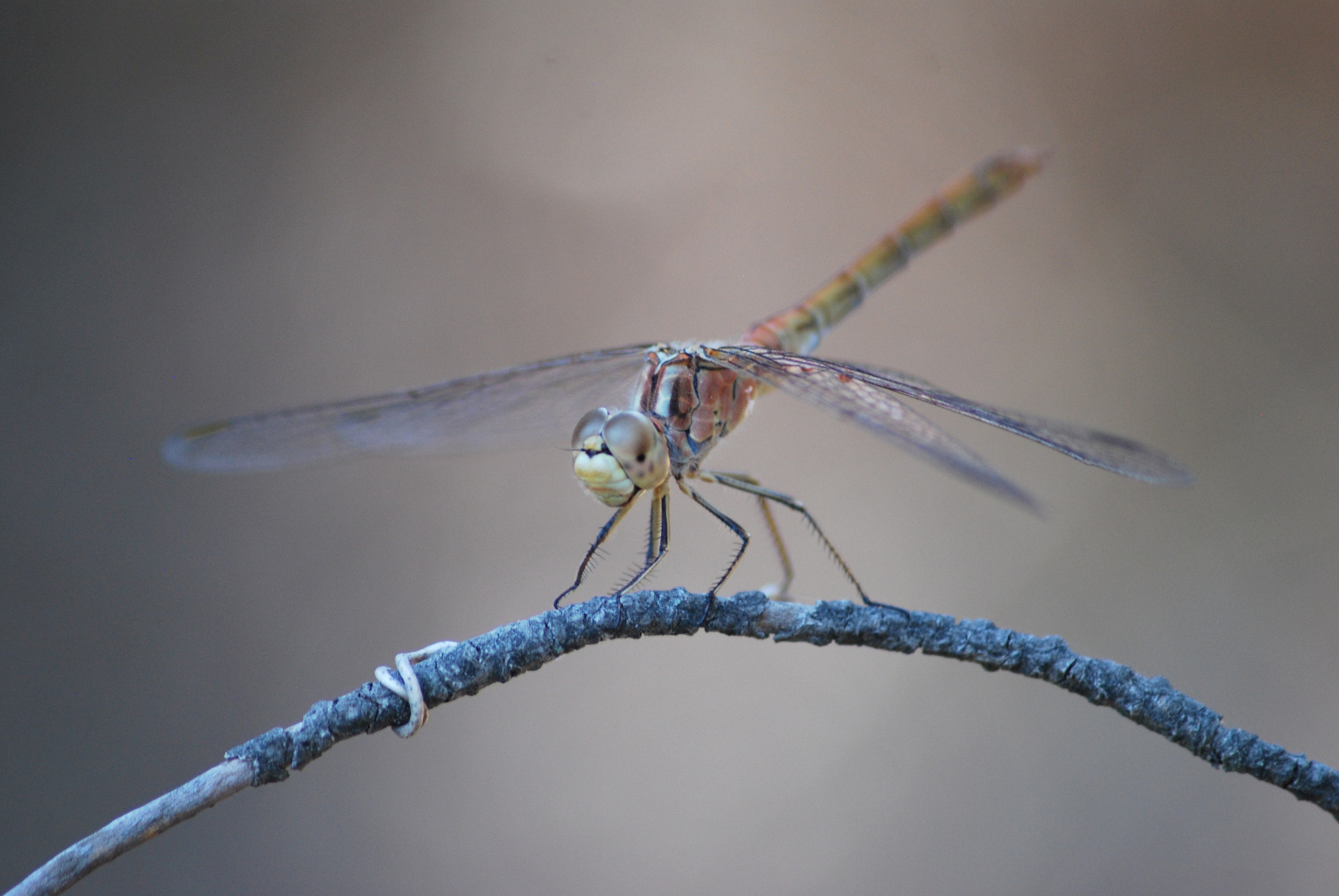 Sigma 70-300mm F4-5.6 APO DG Macro sample photo. Yusufçuk photography