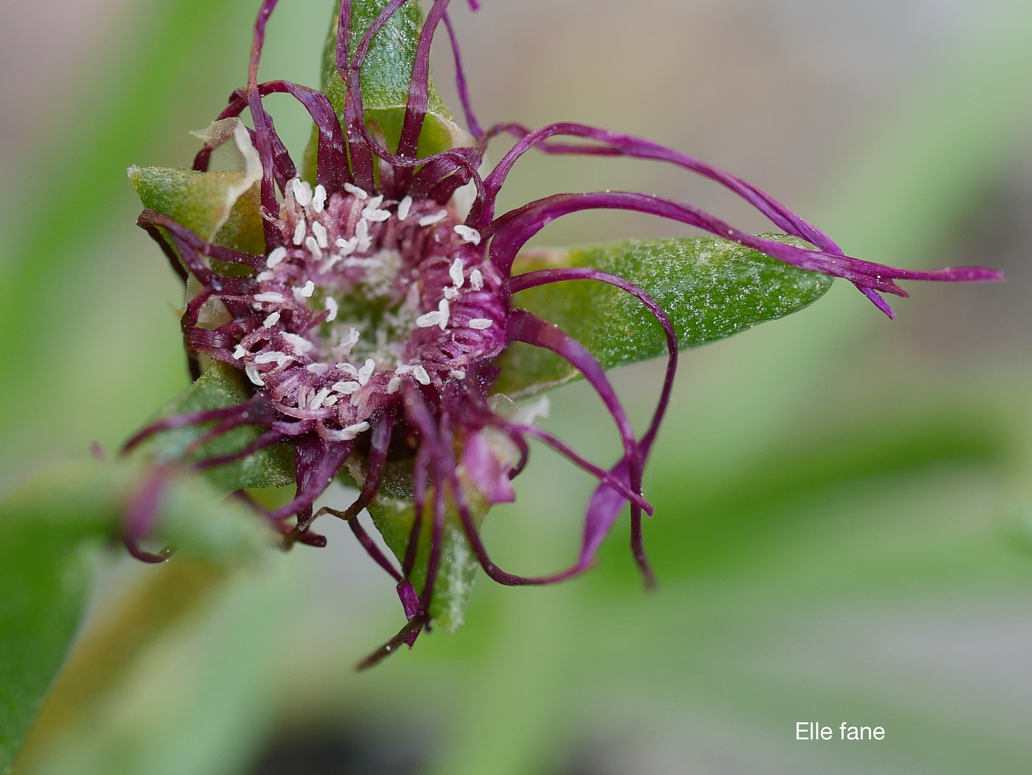Panasonic Lumix G Macro 30mm F2.8 ASPH Mega OIS sample photo. Elle fane photography