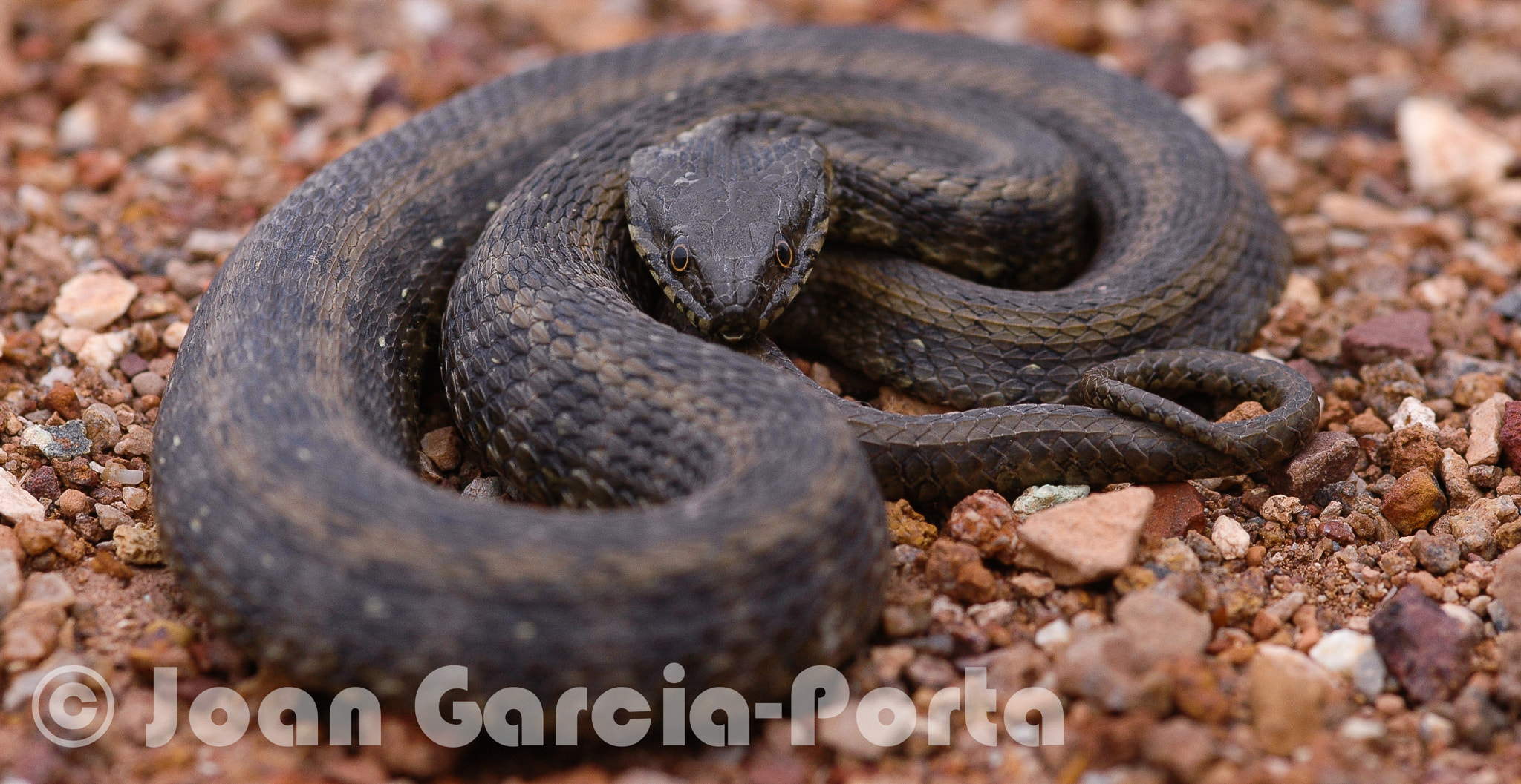 Nikon D70 sample photo. Natrix maura (morocco) photography