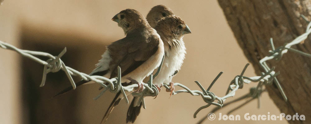 Nikon D90 sample photo. Birds on the metal spines (sultanate of oman) photography