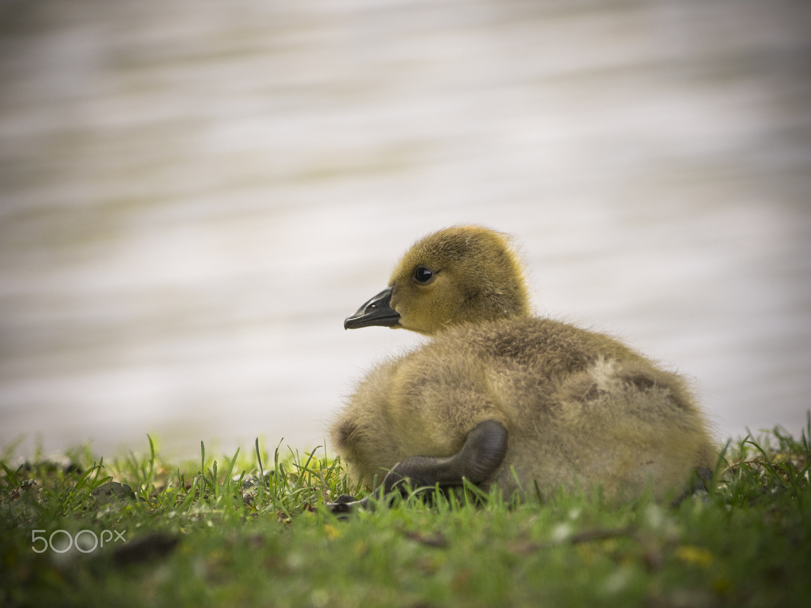 Olympus OM-D E-M1 sample photo. Baby goose photography