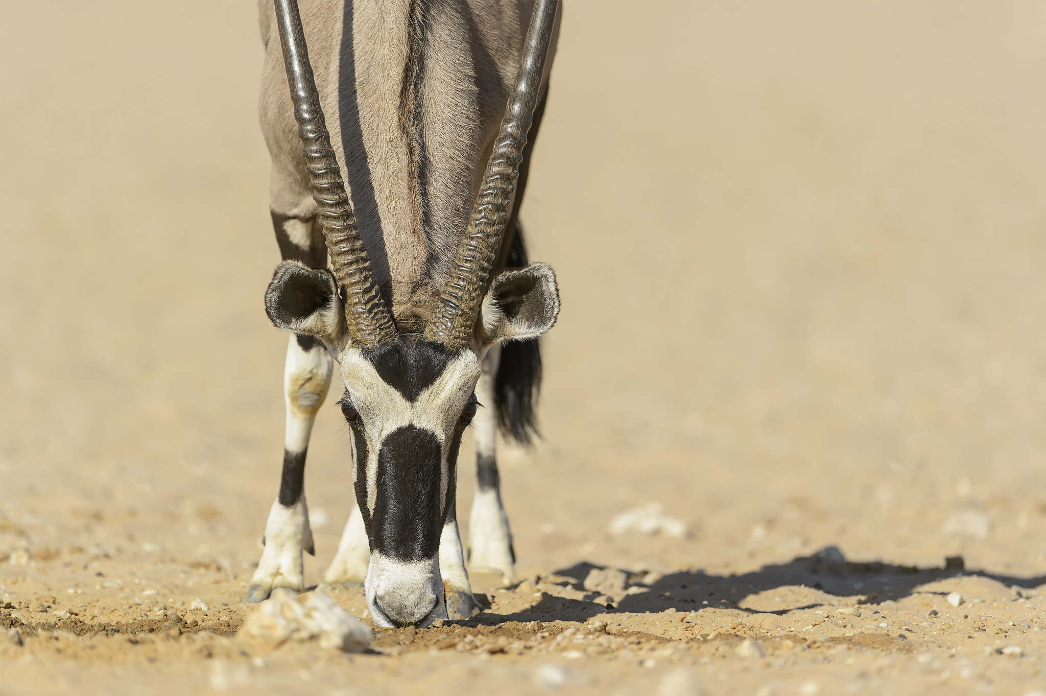 Nikon D4 + Nikon AF-S Nikkor 600mm F4G ED VR sample photo. Gemsbok drinking. photography