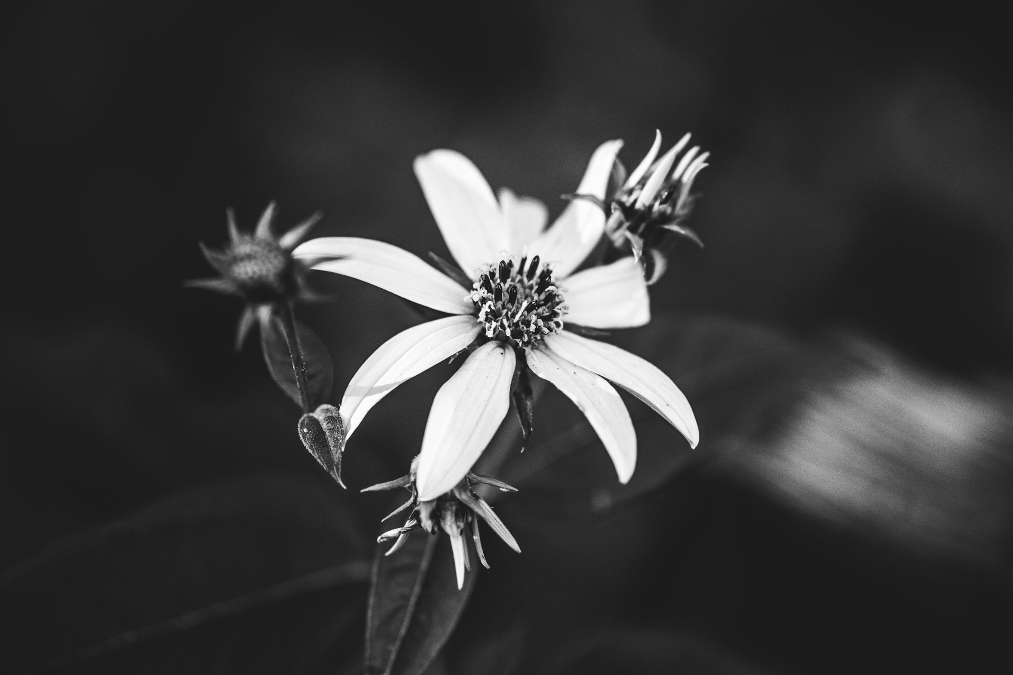 Sony a7 II + Sigma 30mm F1.4 EX DC HSM sample photo. Flowers photography