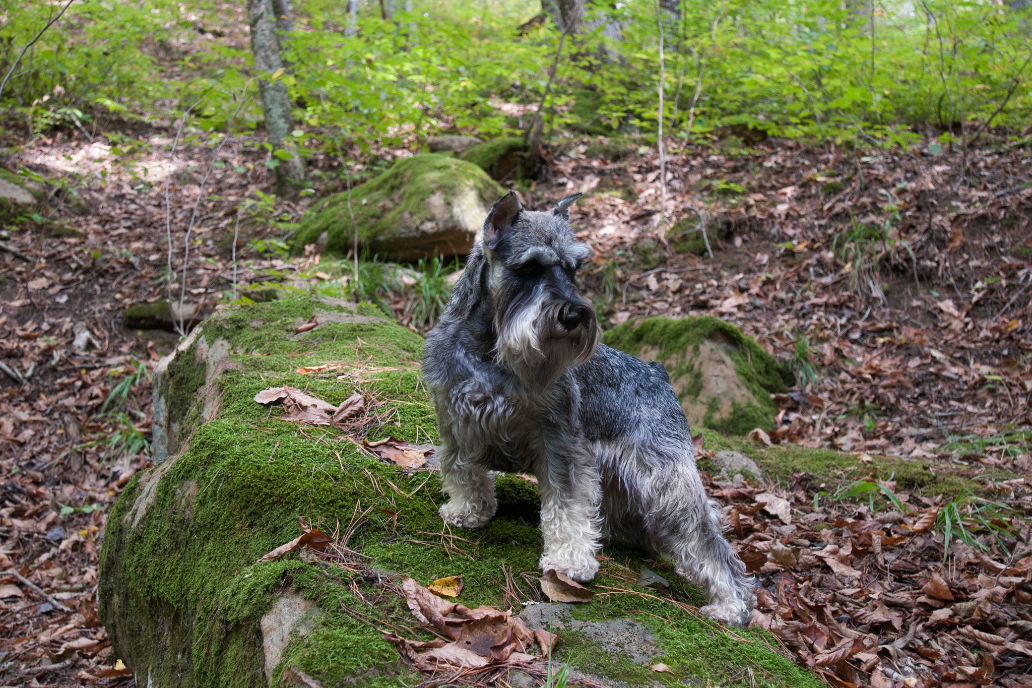 Sony DT 16-105mm F3.5-5.6 sample photo. ... photography