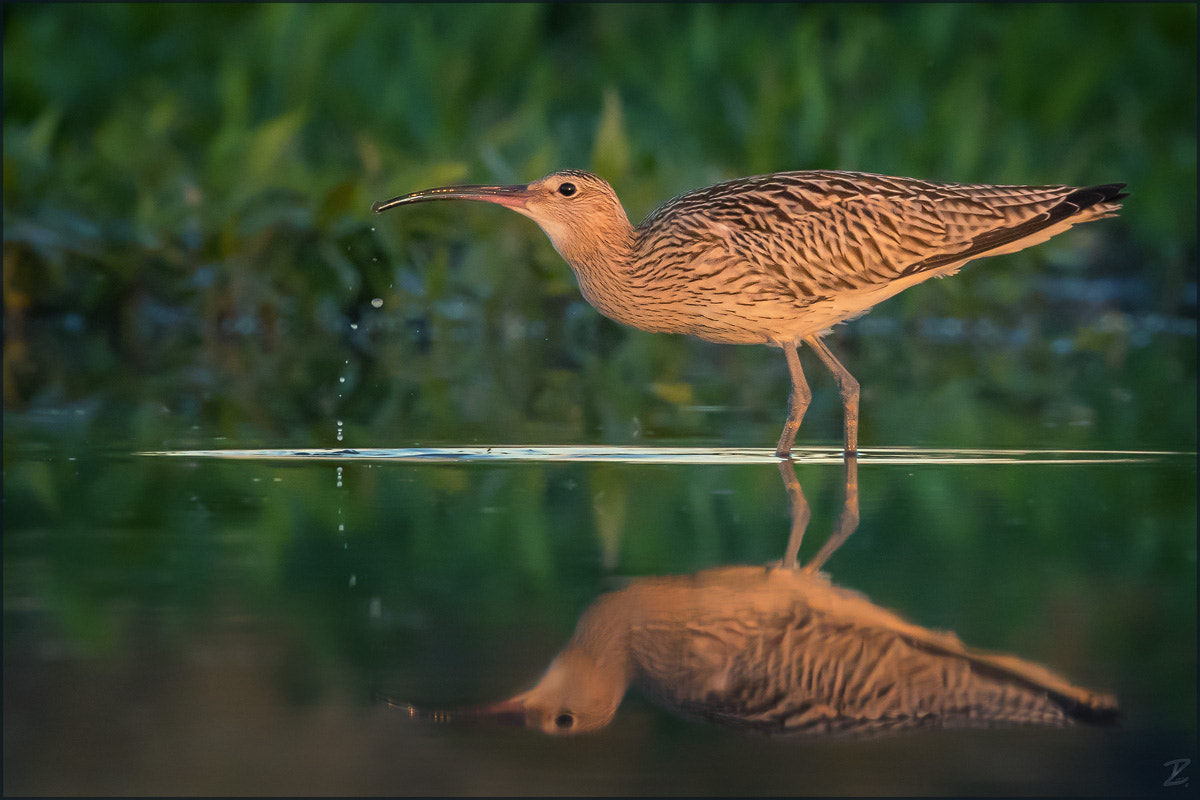 Canon EOS 7D Mark II + Canon EF 400mm F4 DO IS II USM sample photo. Großer brachvogel im abendrot photography