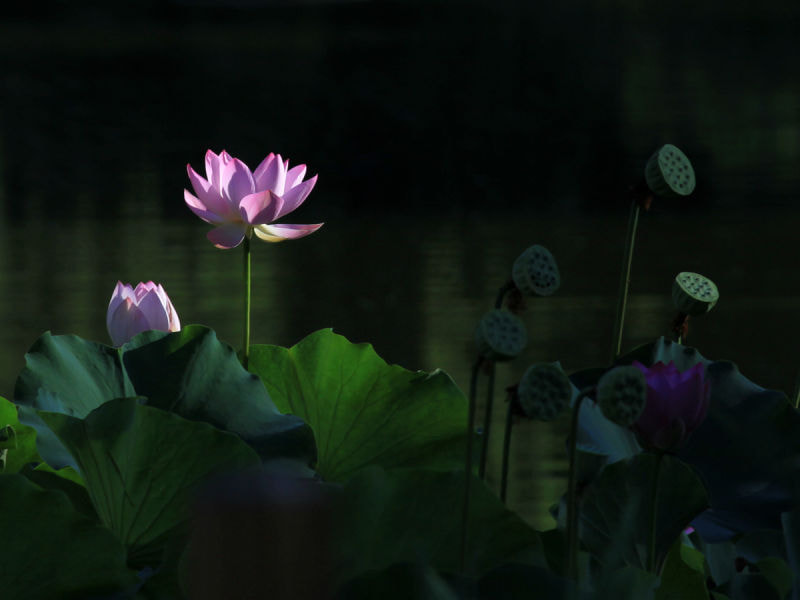 Canon EF 400mm F5.6L USM sample photo