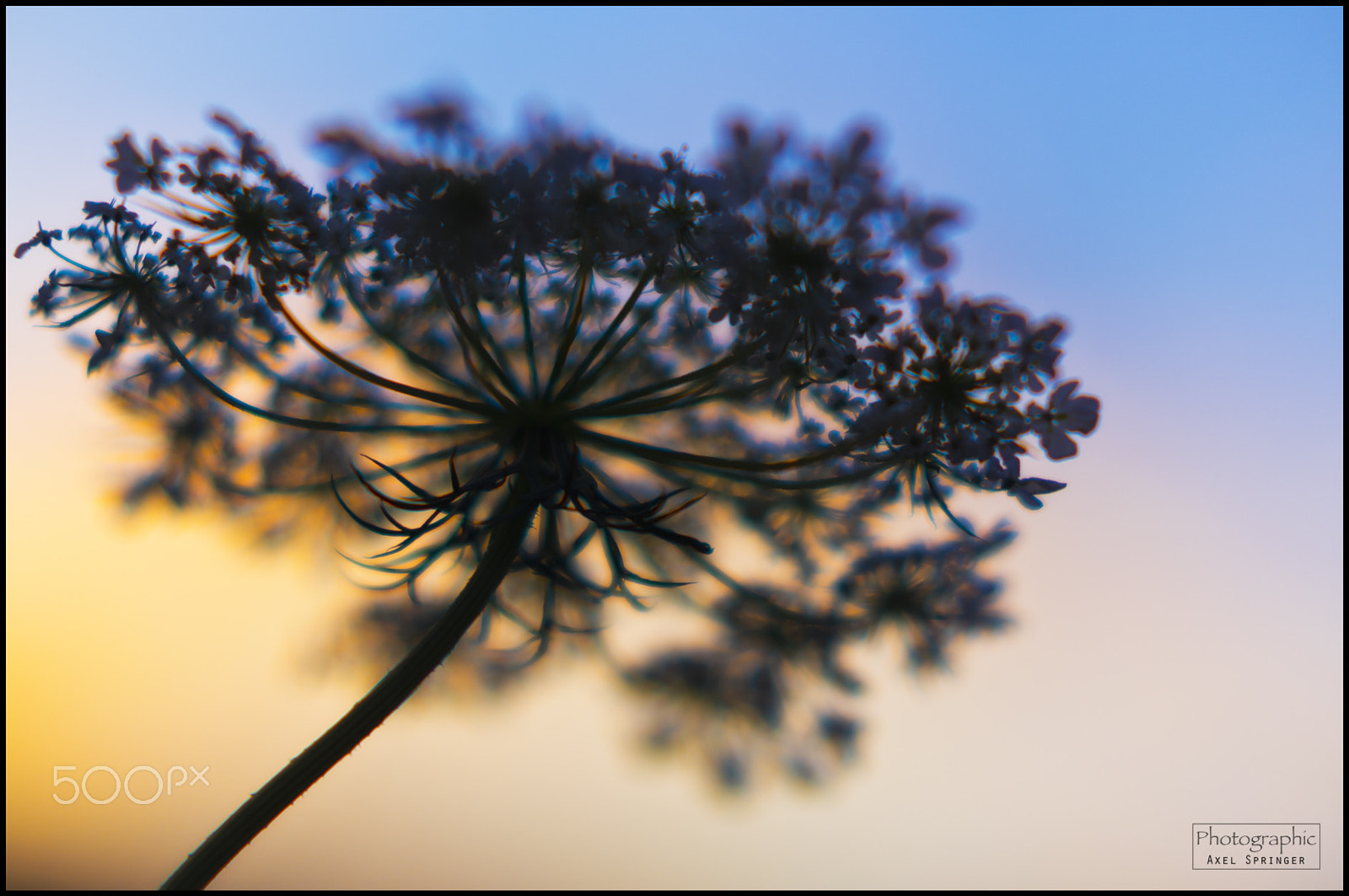Pentax K-3 + A Series Lens sample photo. Inner circle photography