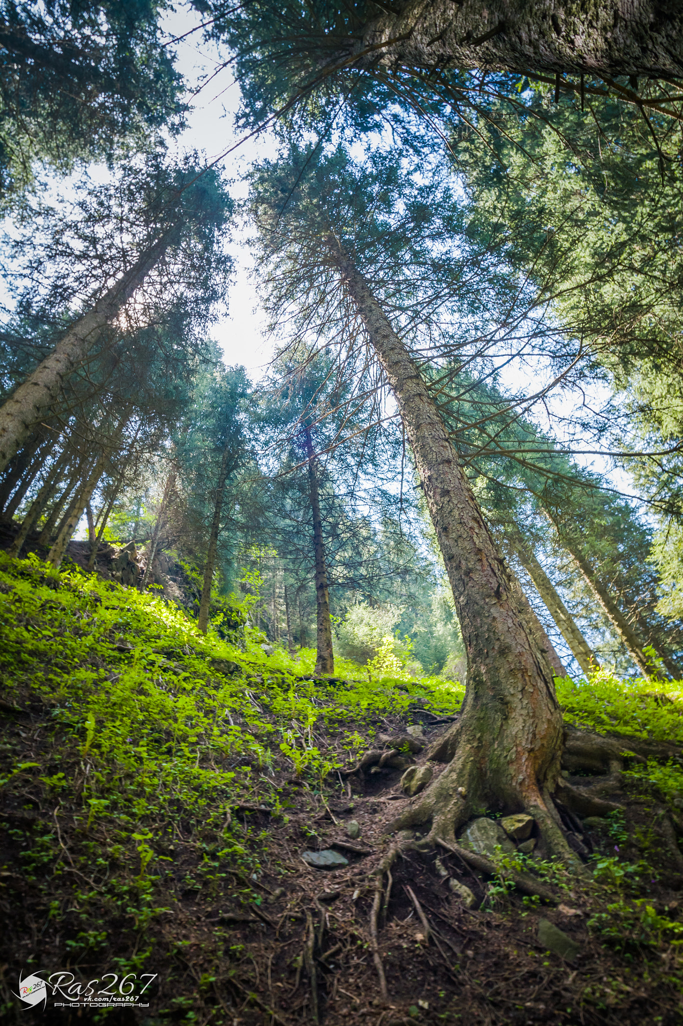 Sigma 17-35mm f/2.8-4 EX DG Aspherical HSM sample photo. Forest photography