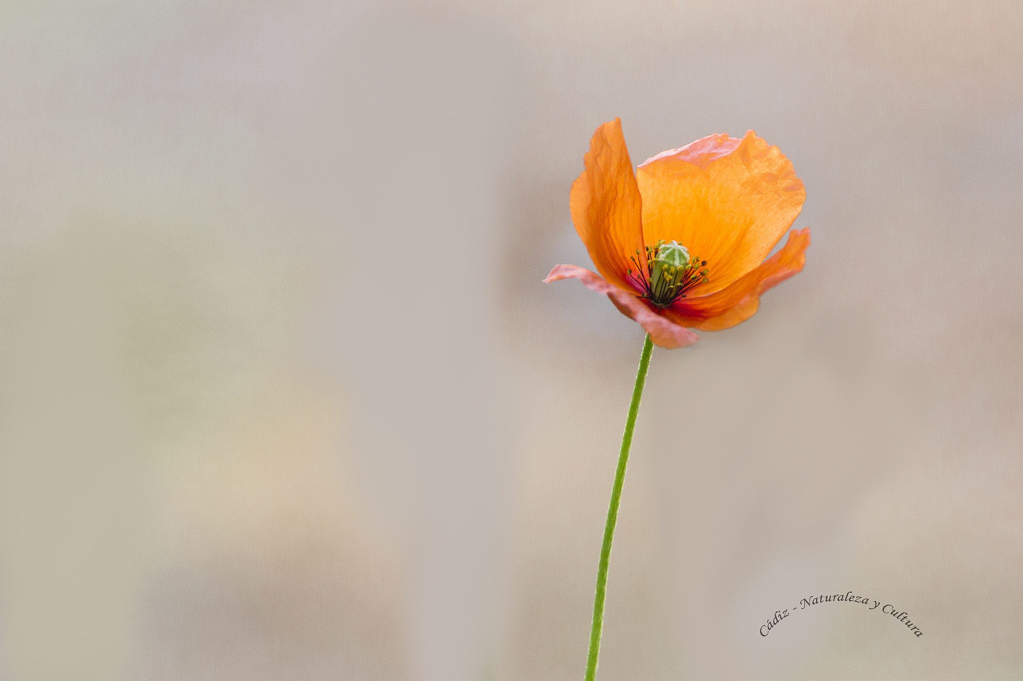 Tamron SP 150-600mm F5-6.3 Di VC USD sample photo. Entre las bellas ... photography
