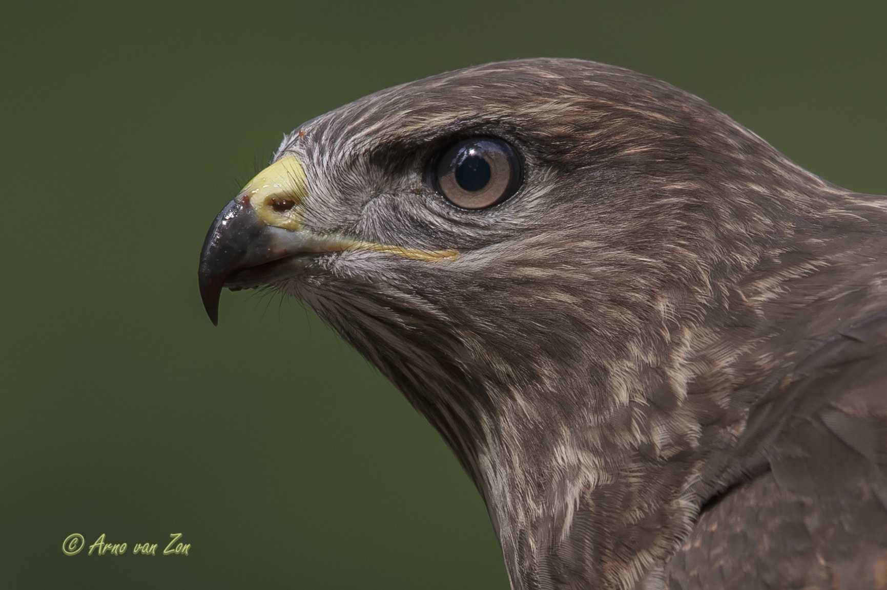 Canon EOS-1D X + Canon EF 600mm F4L IS II USM sample photo. The young one..... photography