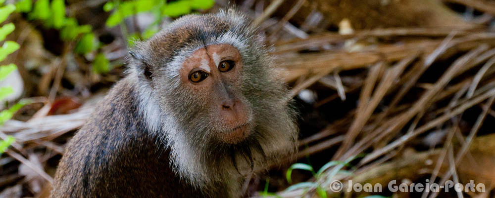 Sigma APO 170-500mm F5-6.3 Aspherical RF sample photo. The eyes of the macaque photography