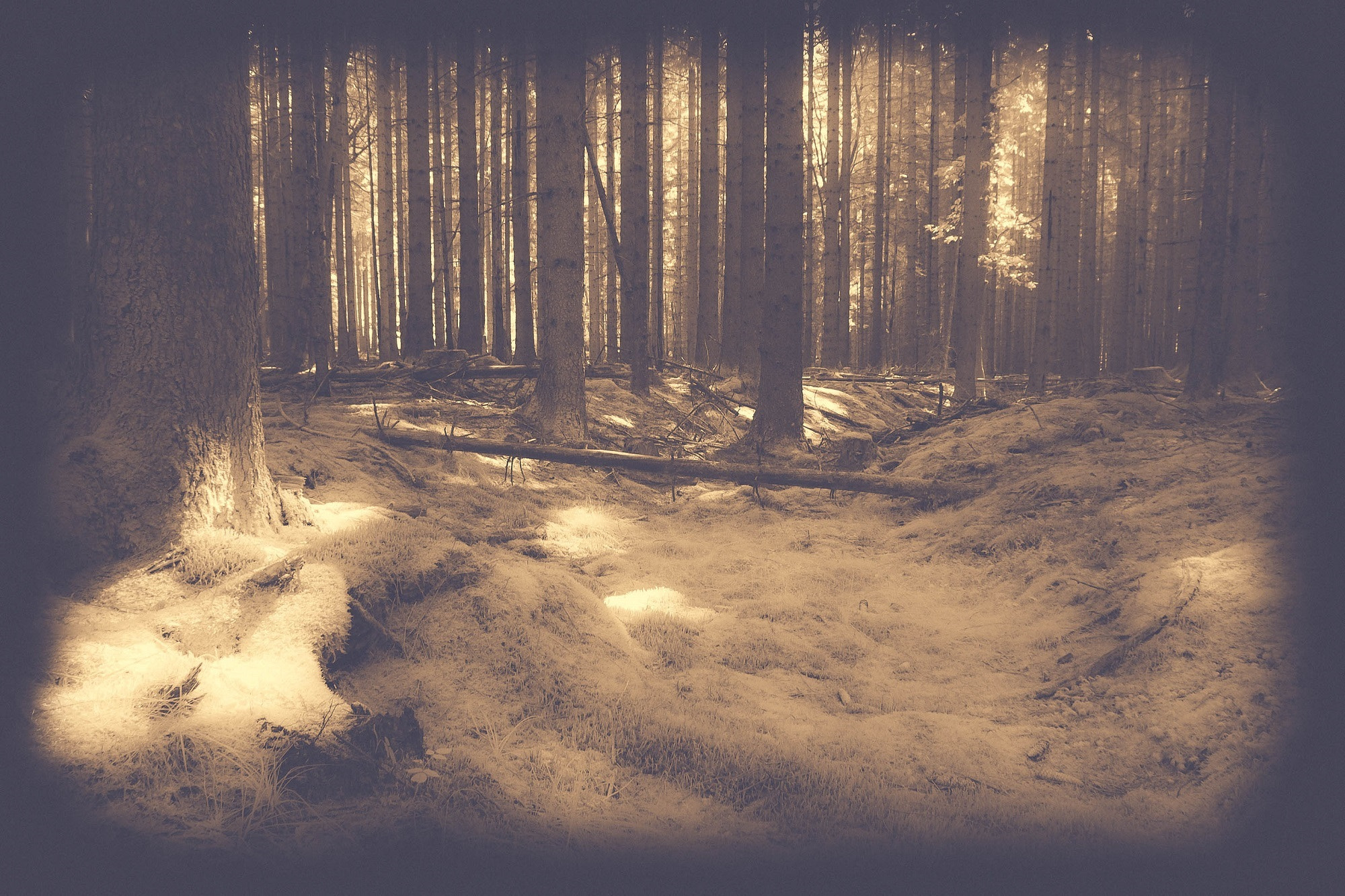 Nikon D70s sample photo. Forest of fears (1) photography