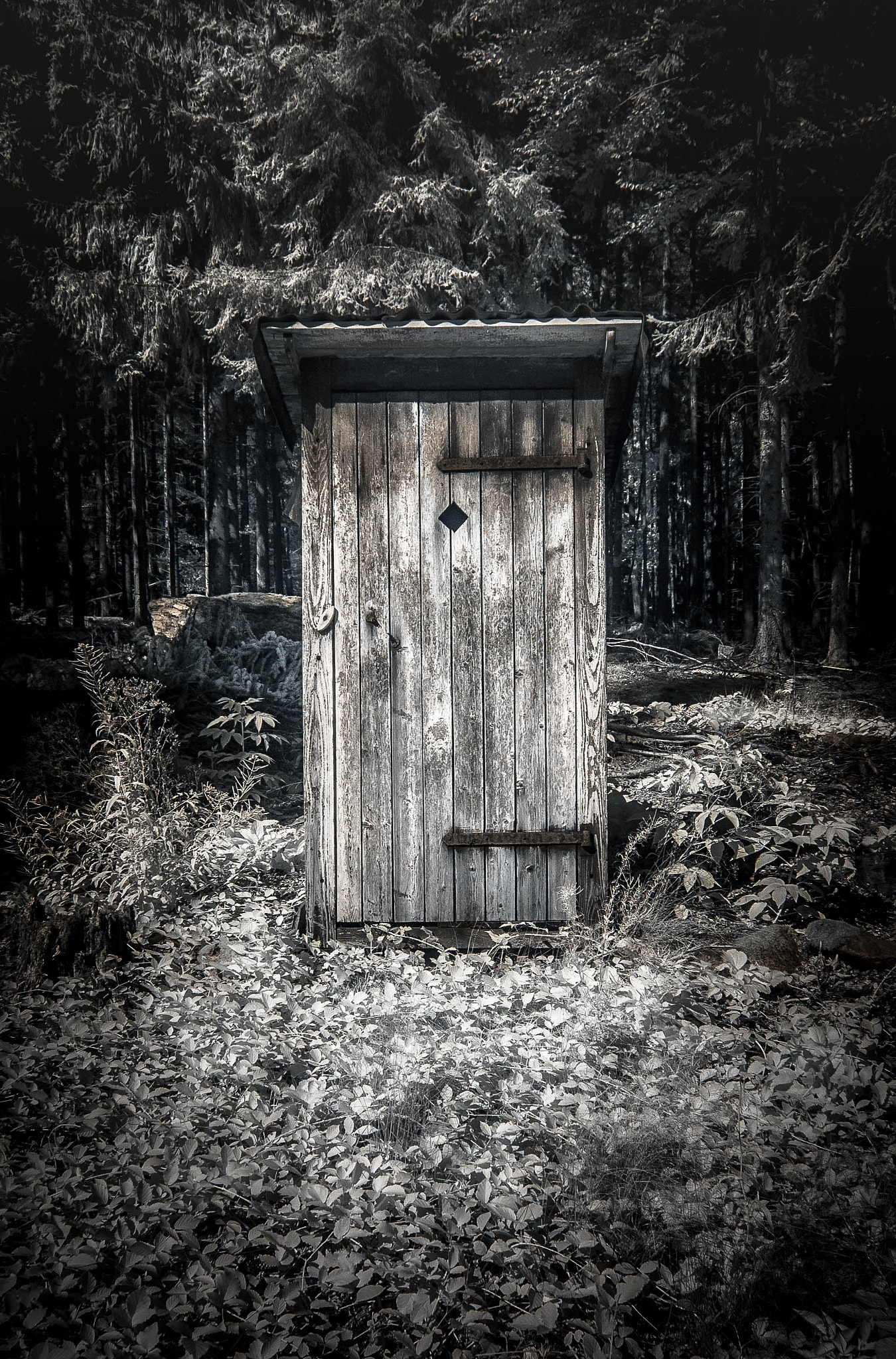 Nikon D70s sample photo. Forest of fears (2) photography