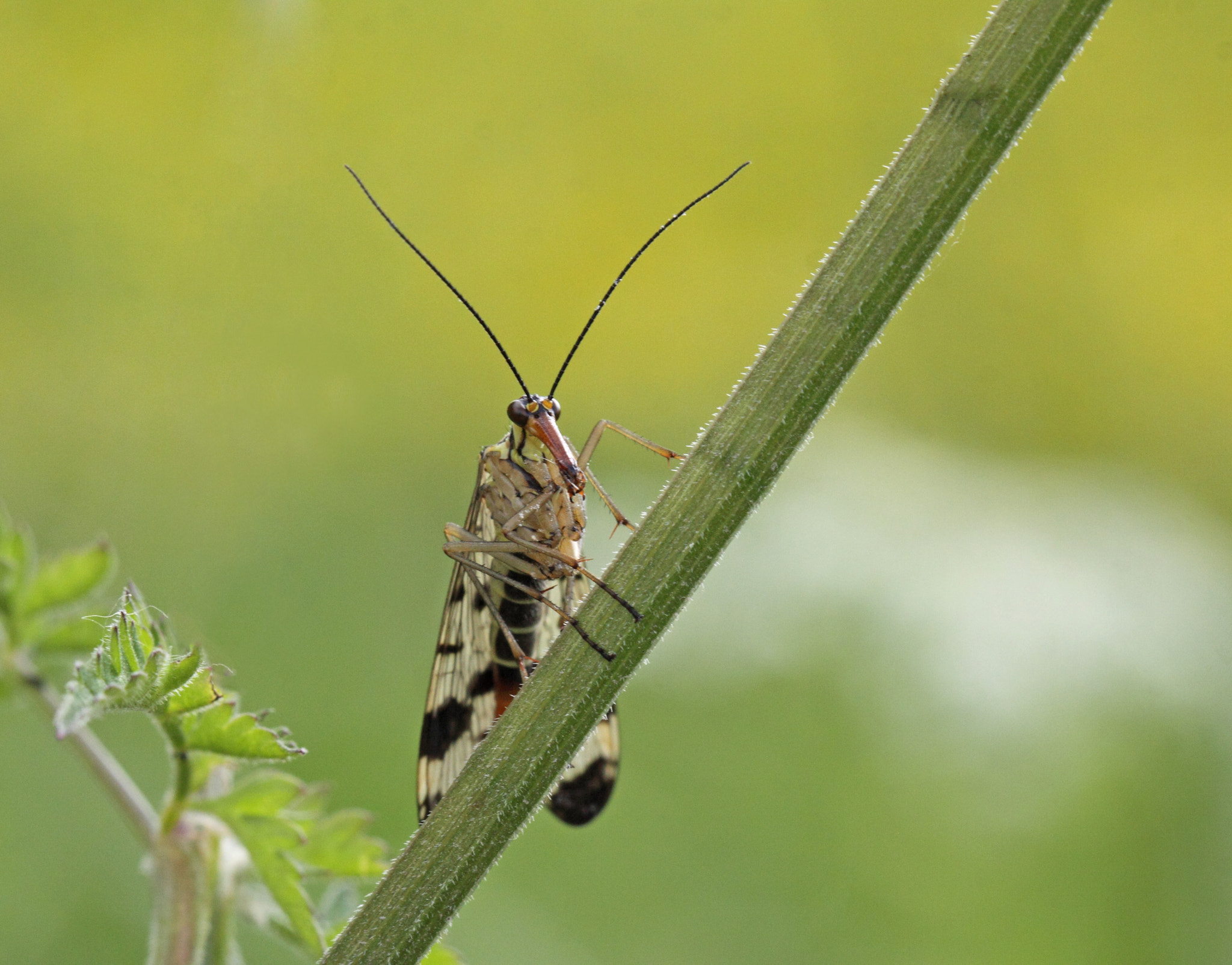 Canon EOS 50D sample photo. Scorpion fly photography